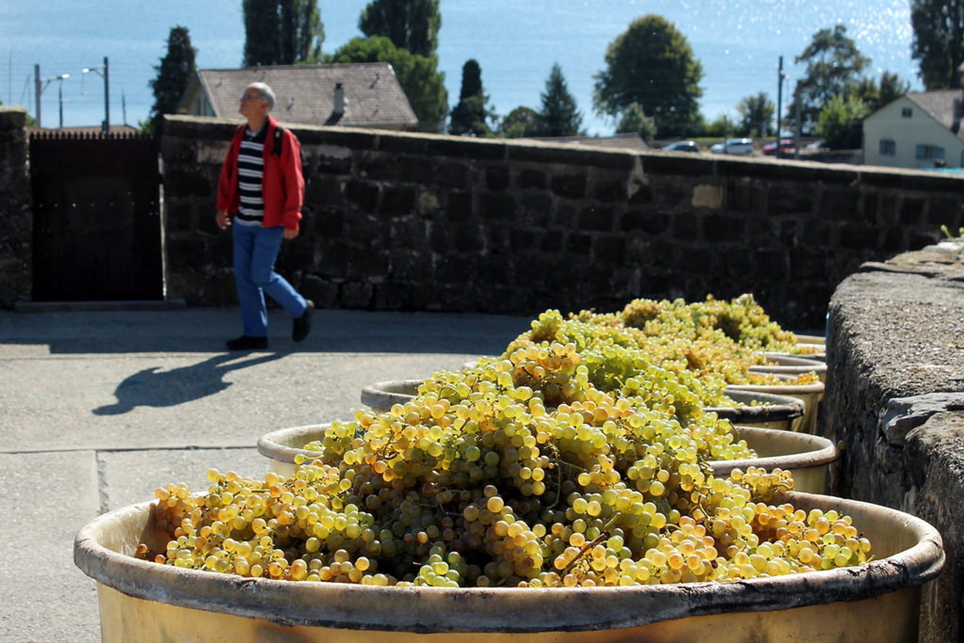 Grape Harvest and Wine Season