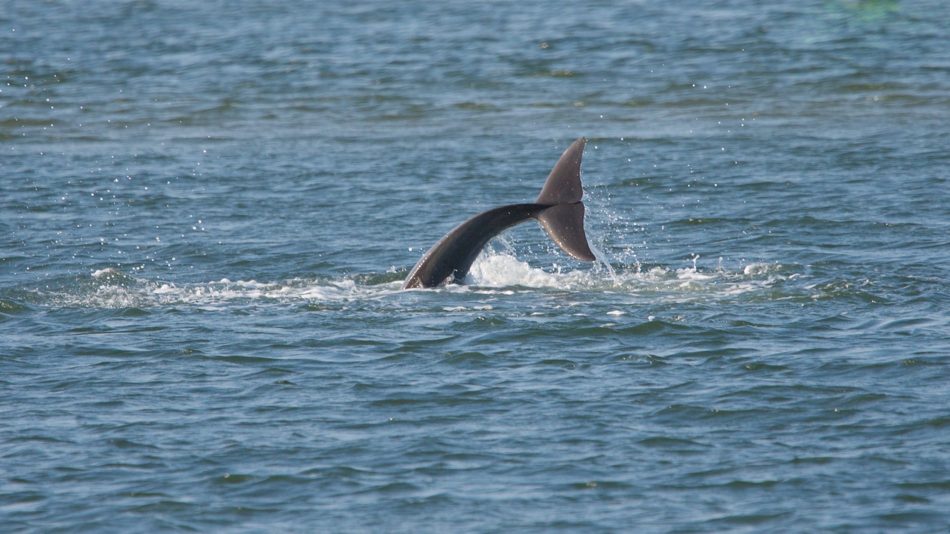 Observação de golfinhos em Virginia Beach