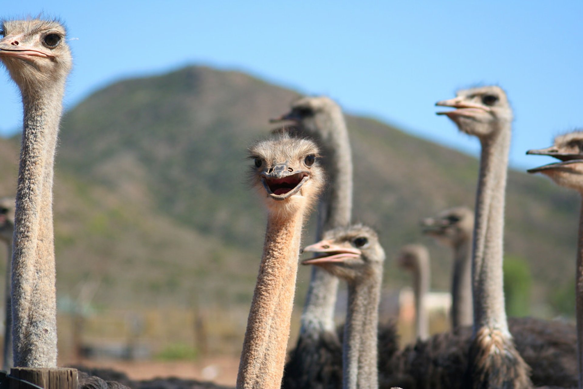 Oudtshoorn Ostriches