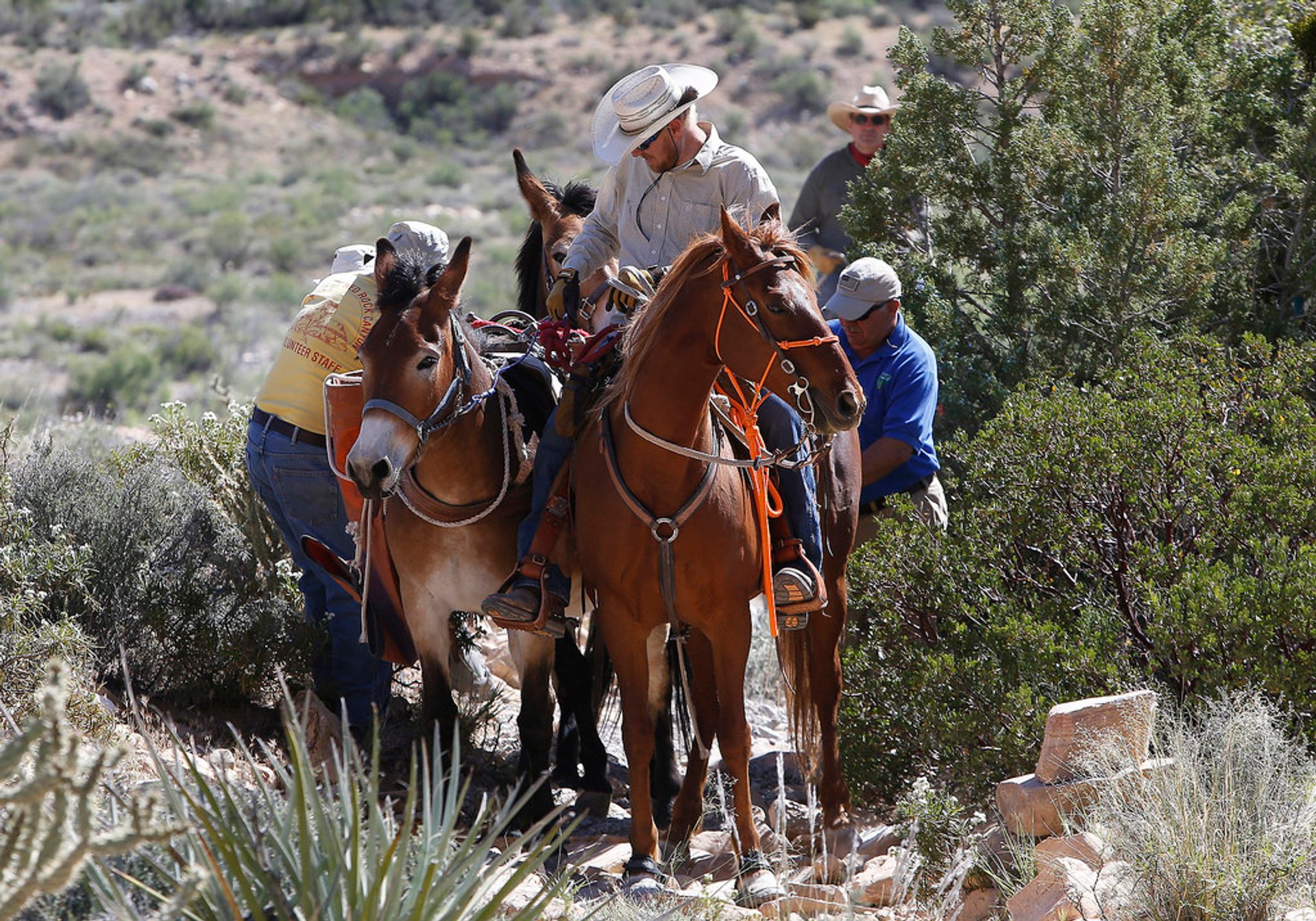 Montar a cavalo através do Red Rock Canyon