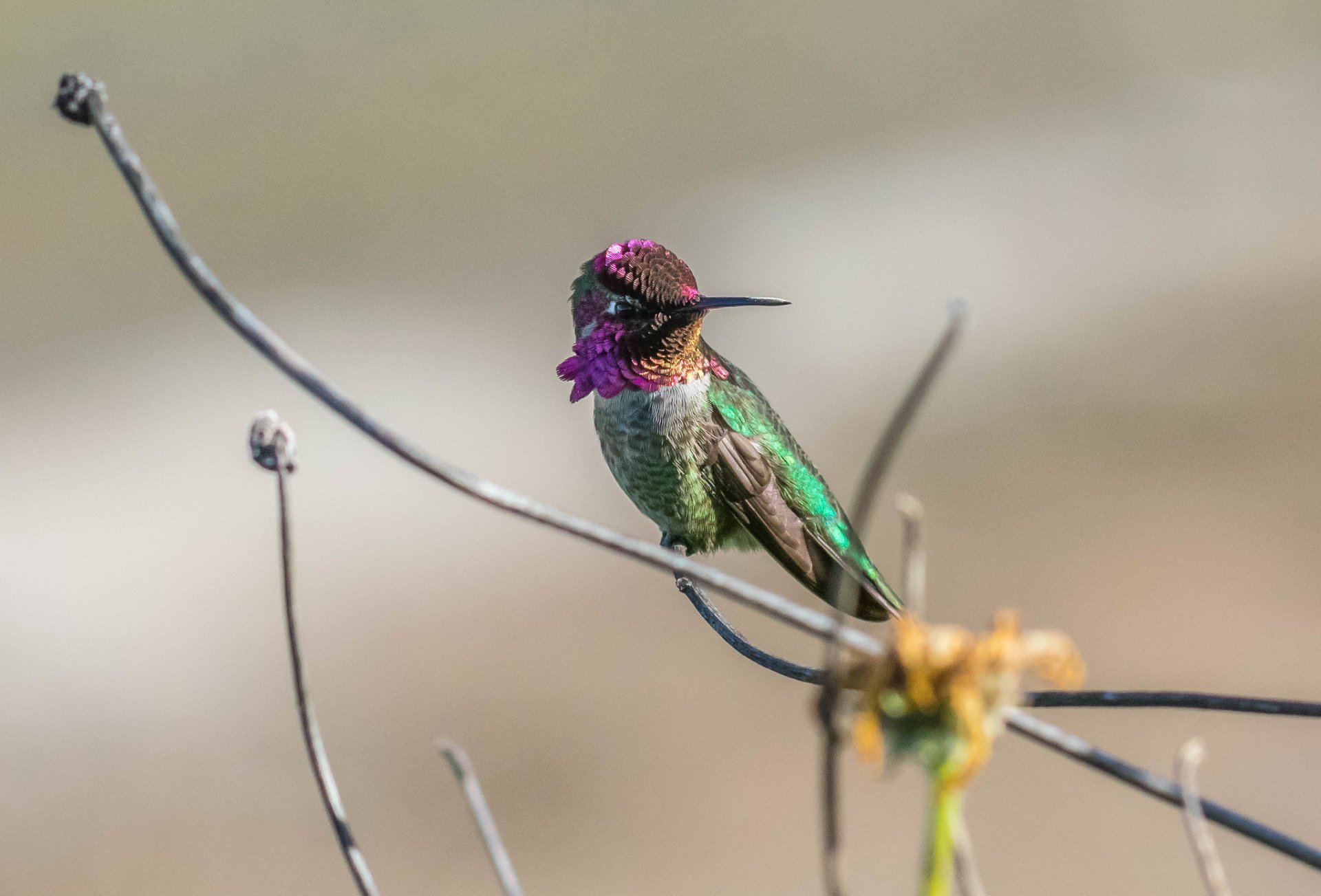 Hummingbirds in San Diego