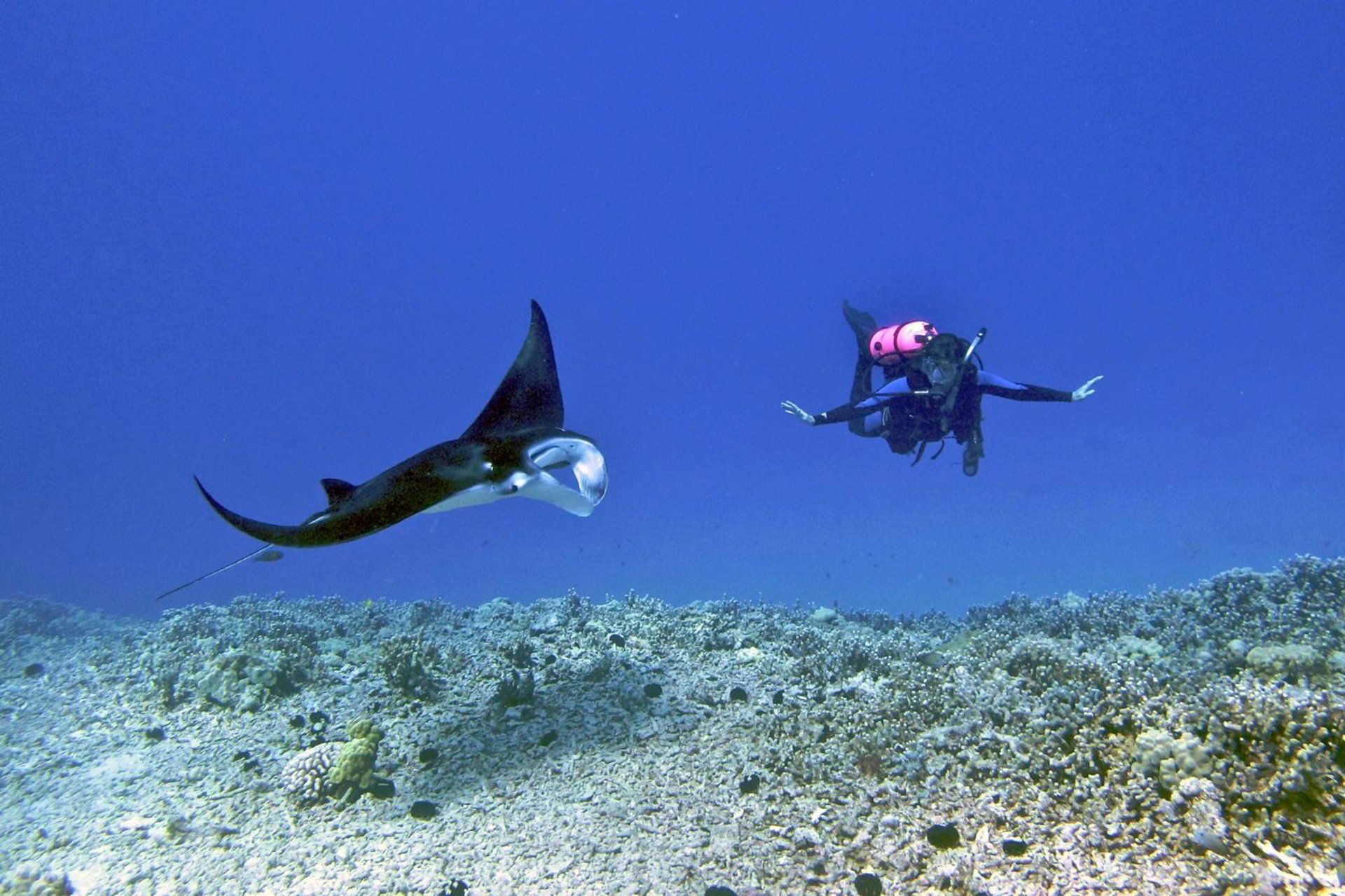 Imersão noturna de Manta Ray