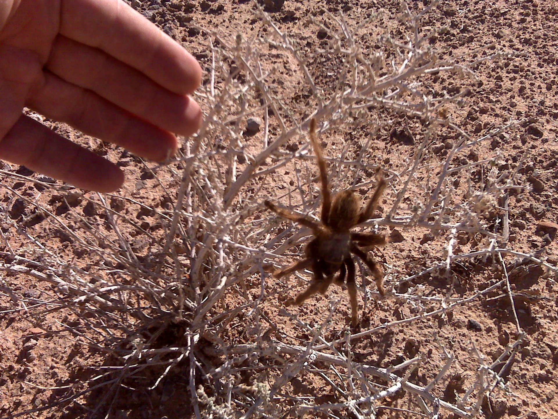 Nevada Tarantula Migration 