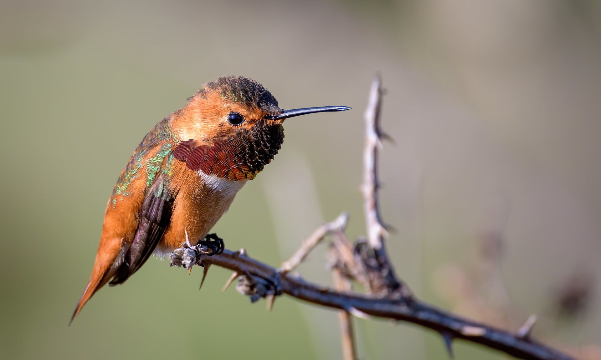 Hummingbirds