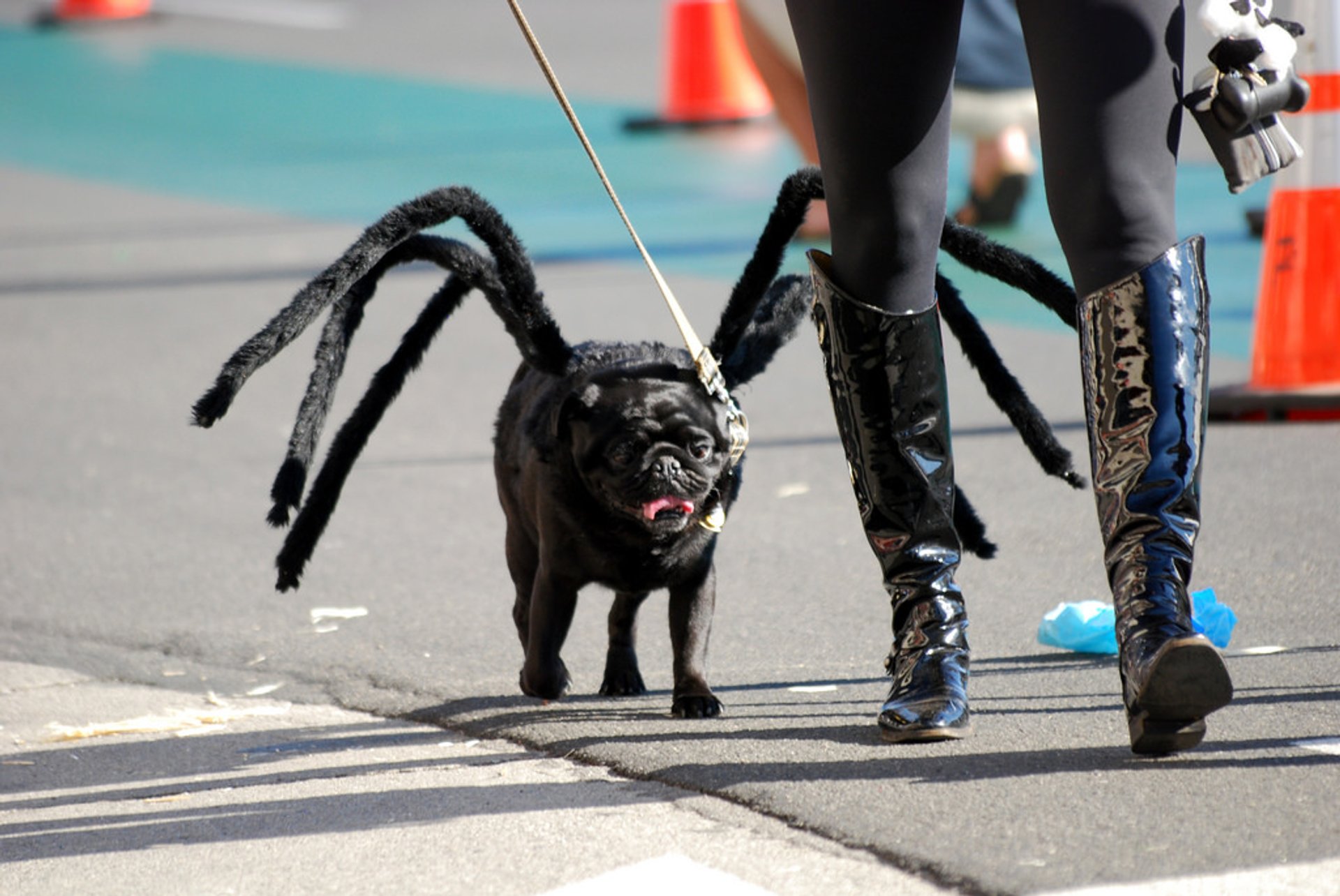 Costumed pooches take over Tompkins Square Dog Halloween Parade