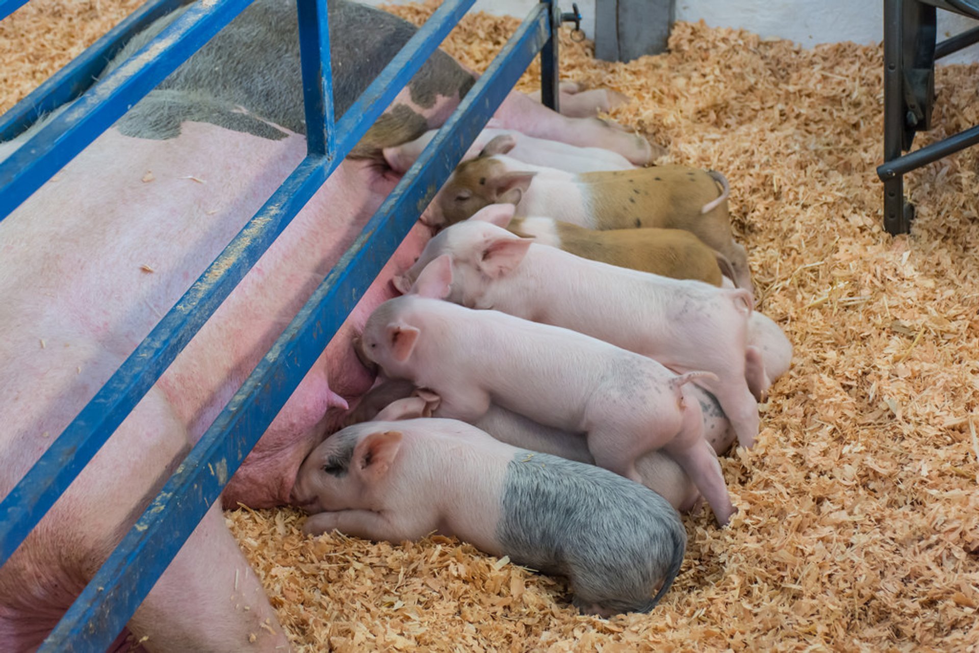 Evergreen State Fair