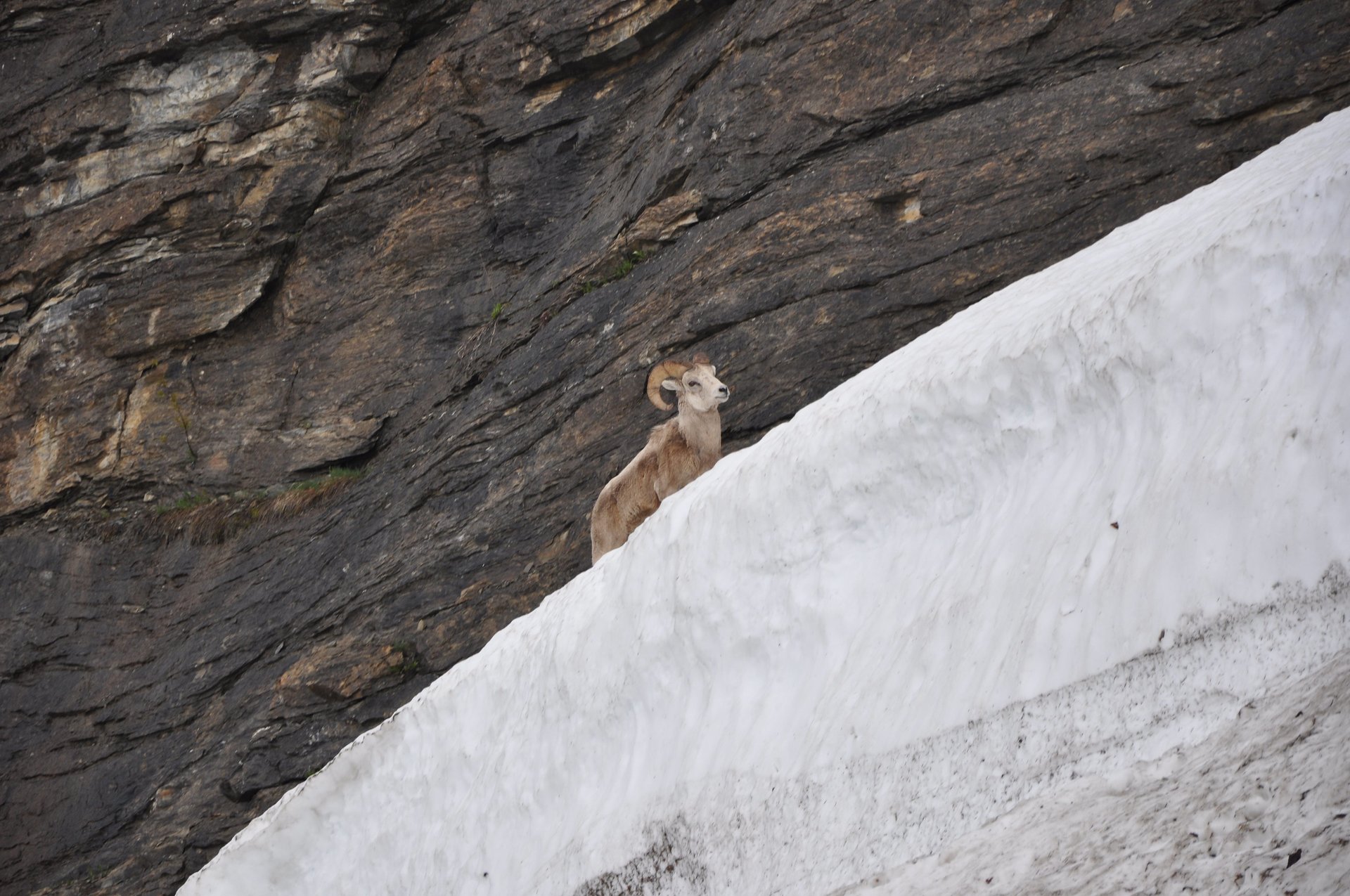 Going-to-the-Sun Road