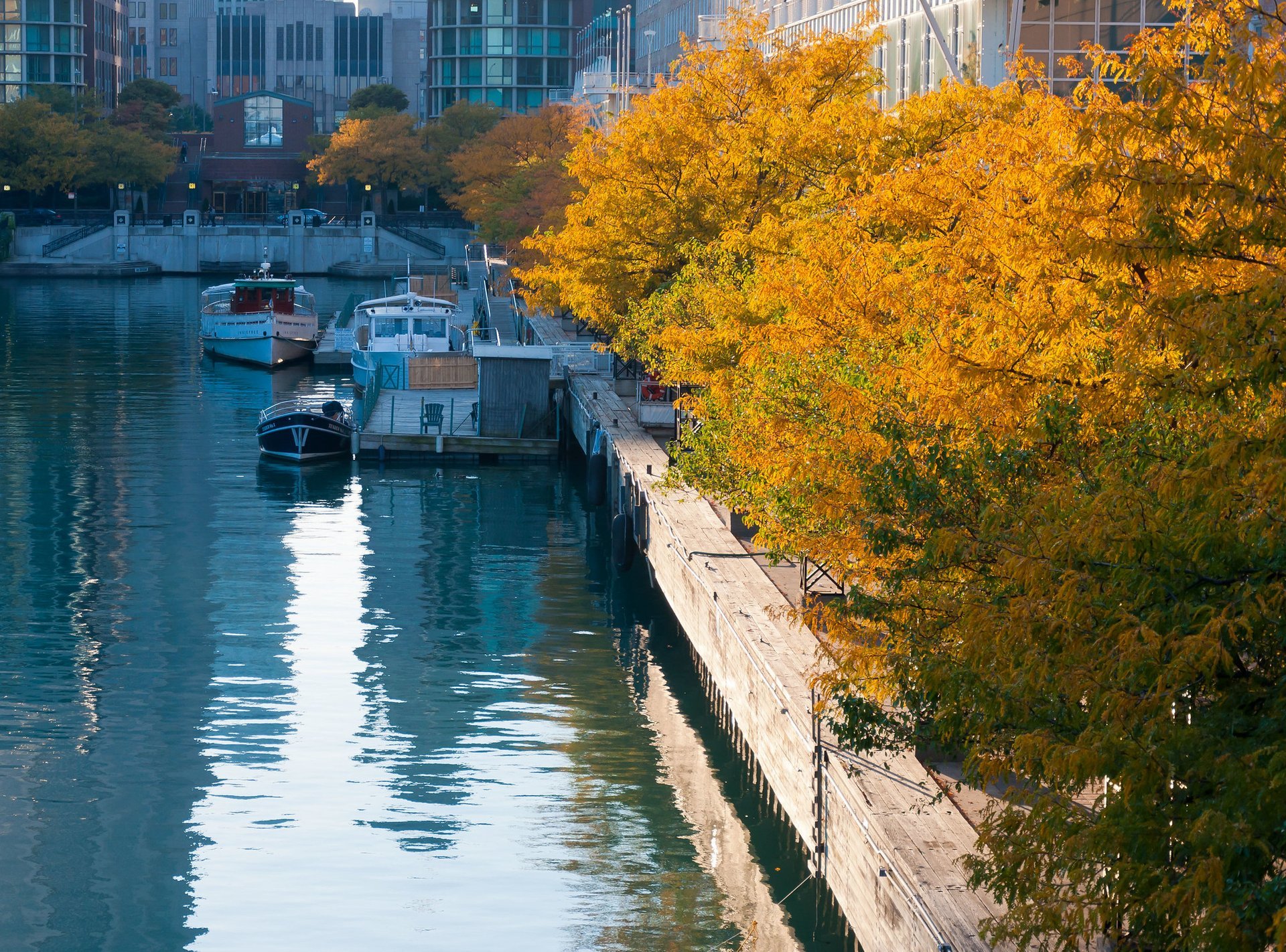Herbstlaub in und in der Nähe von Chicago