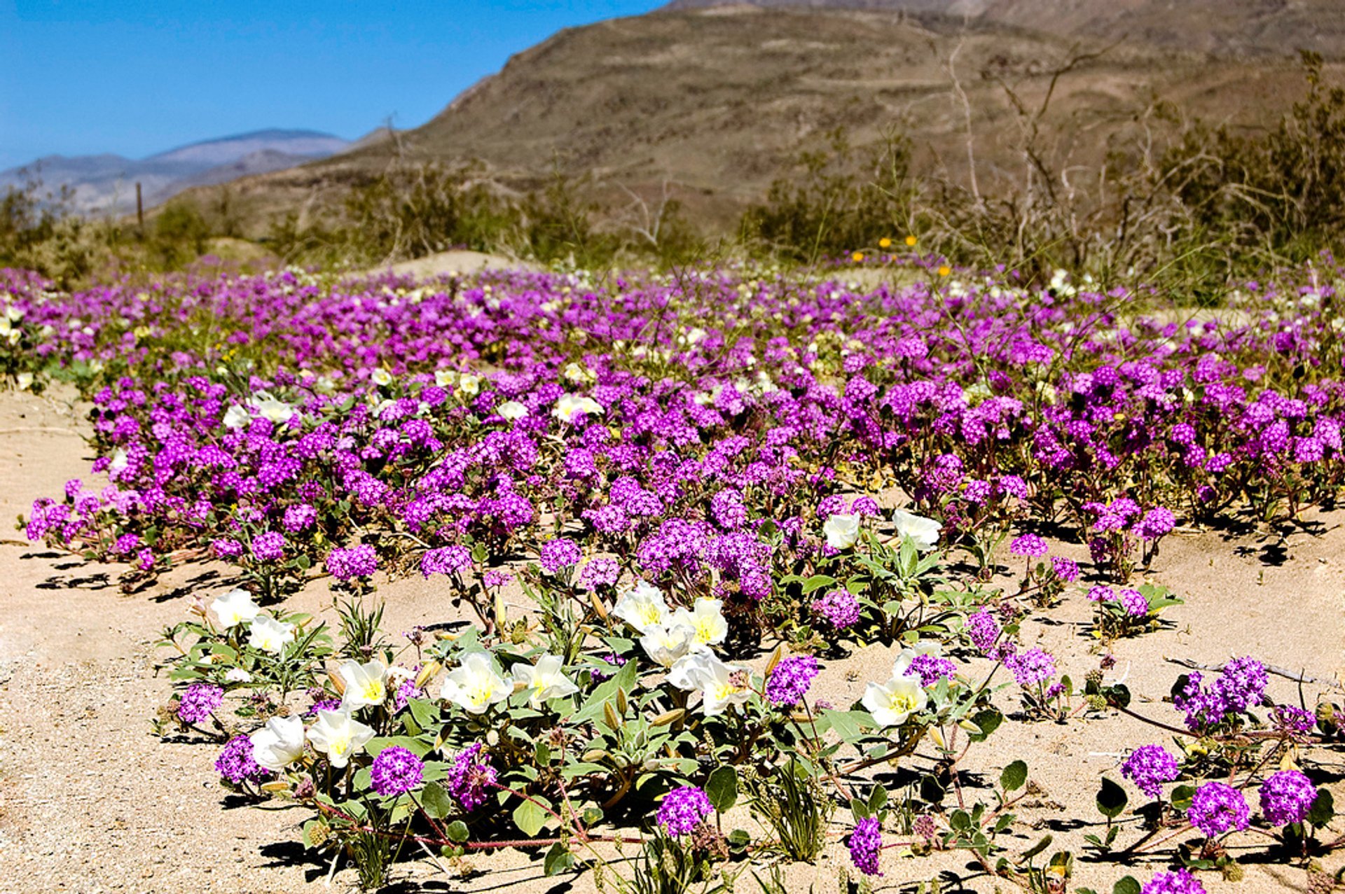 Super Bloom in Anza-Borrego Desert