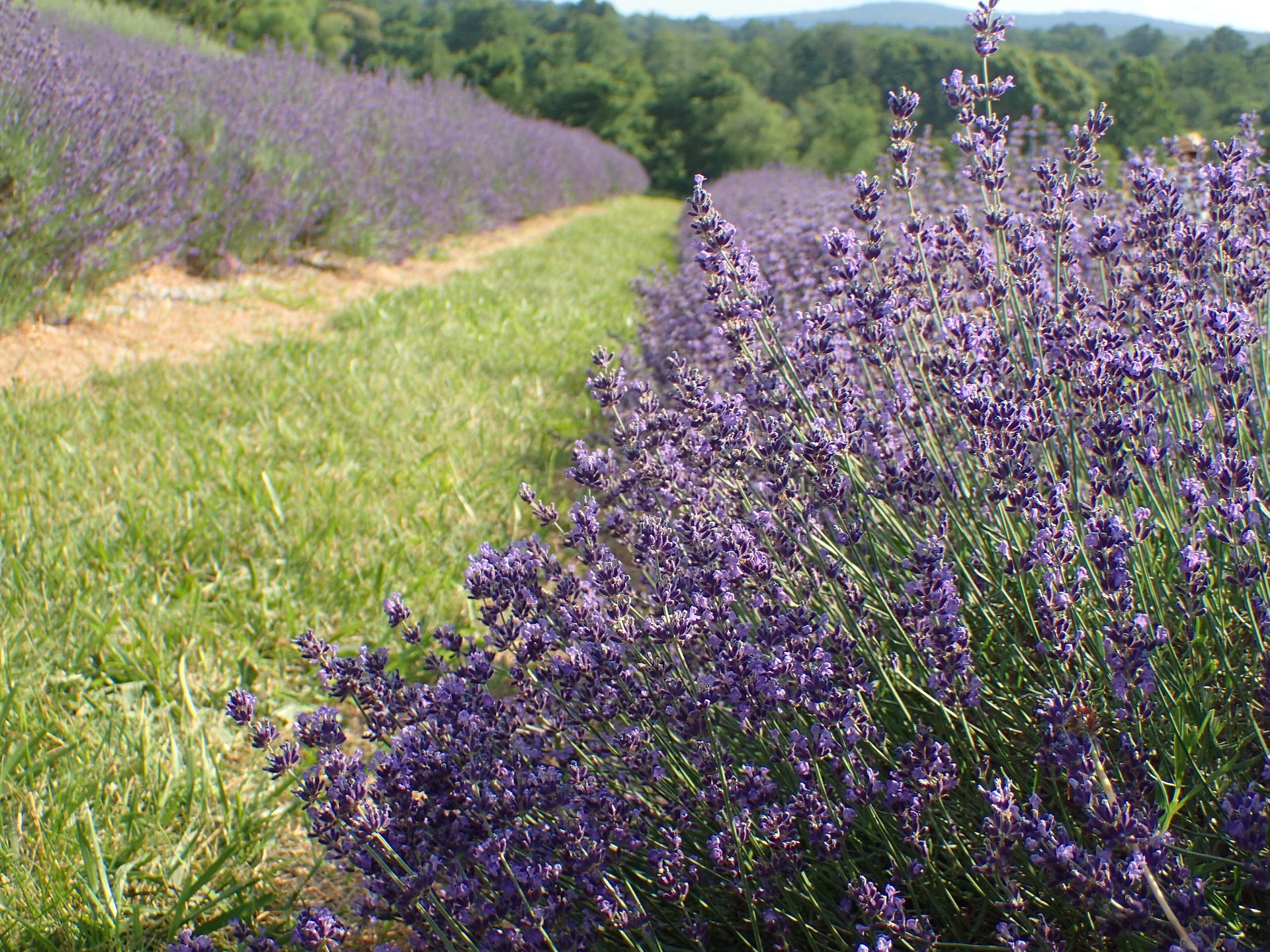 Maryland Lavender Festival