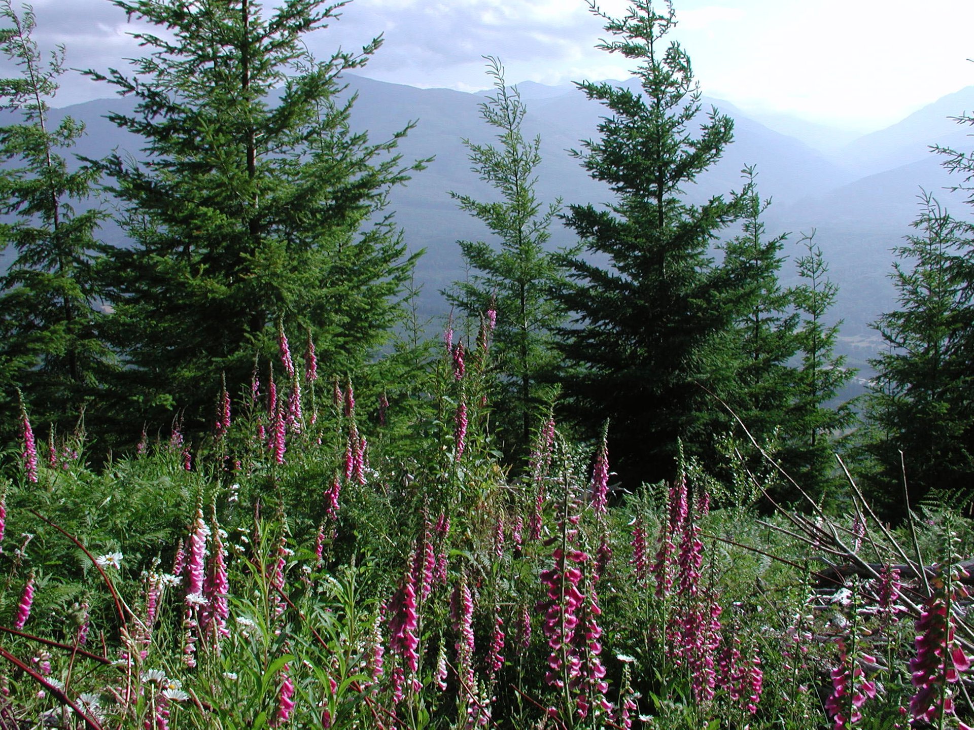 Lupini fioriti