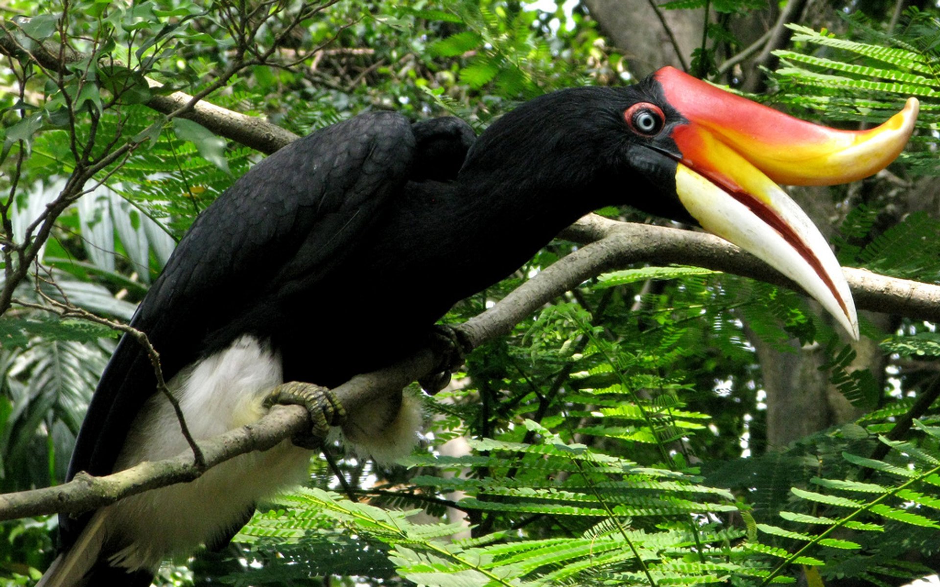 national bird of malaysia