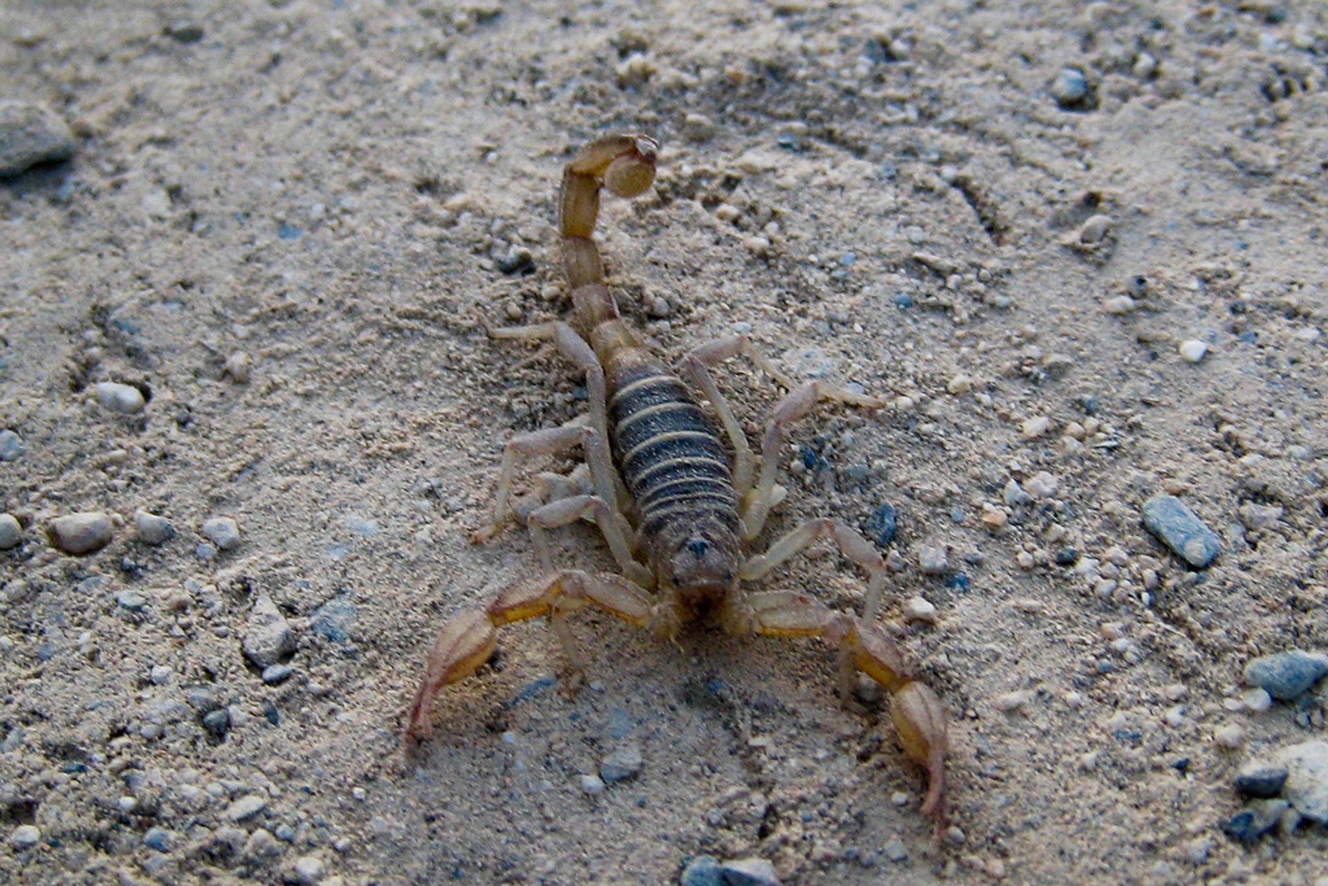 Scorpions in Las Vegas