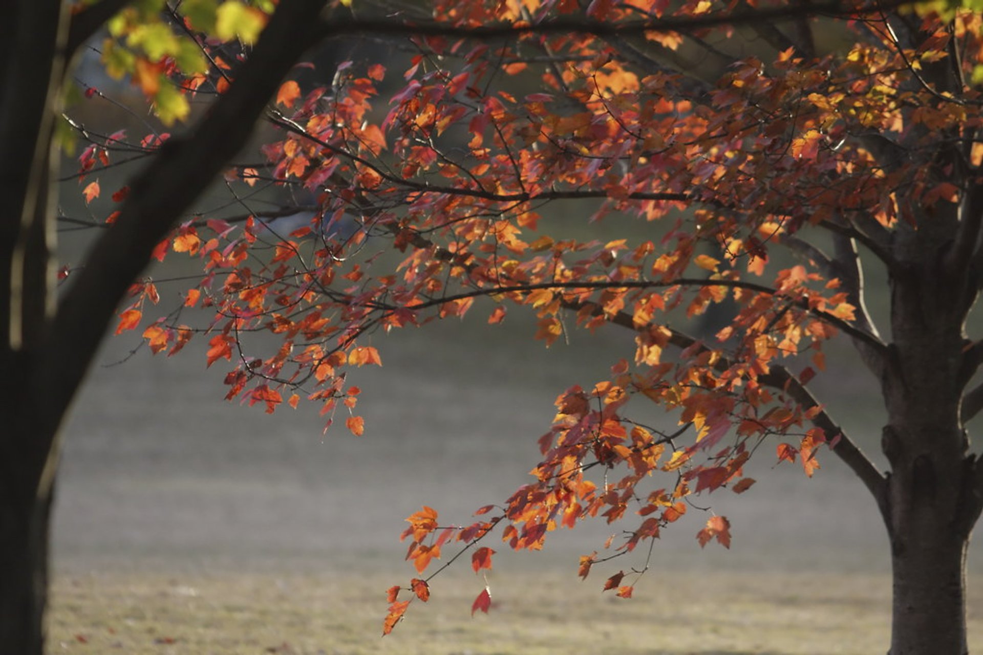 Couleurs d'automne à et près d'Atlanta