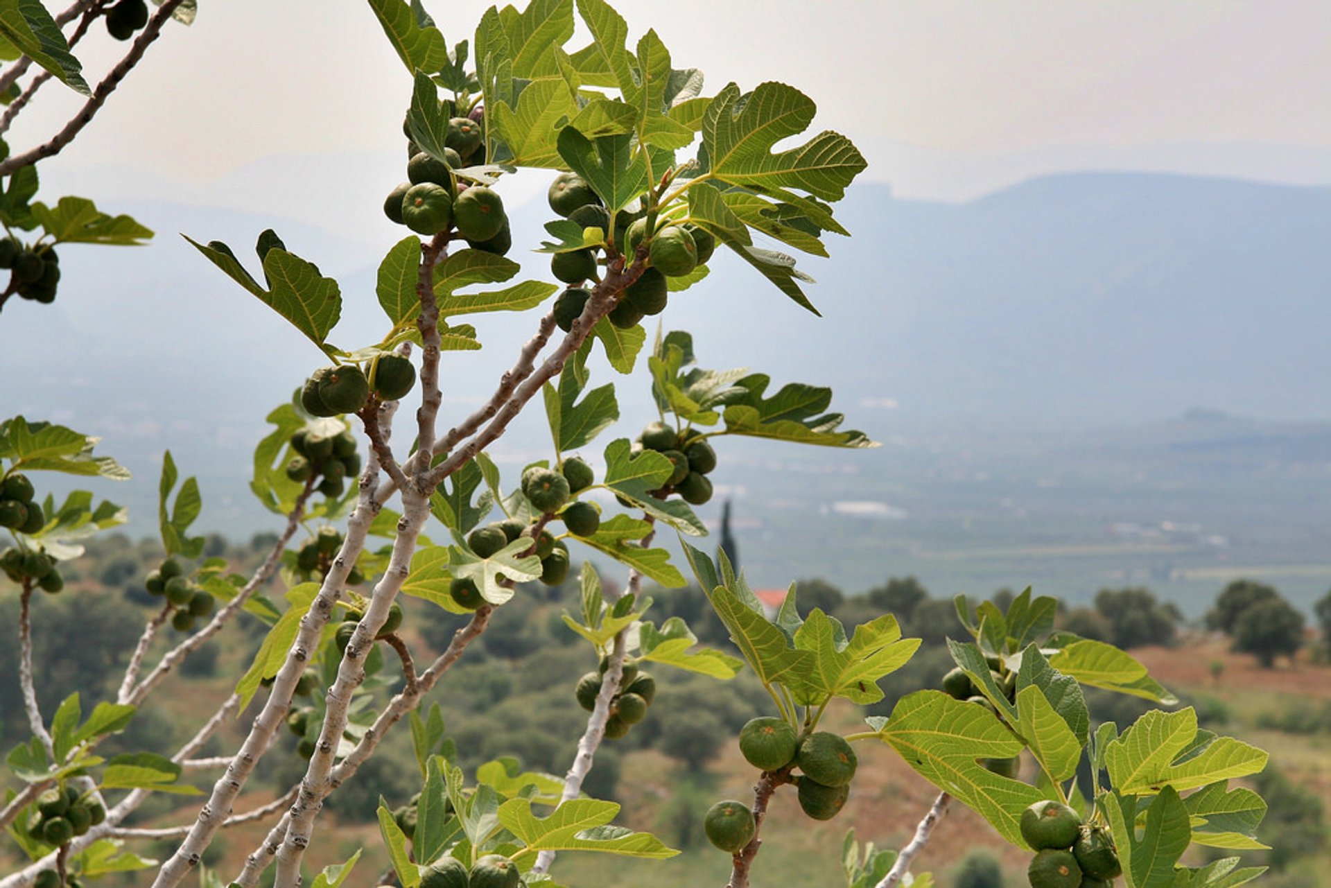 Fig Season