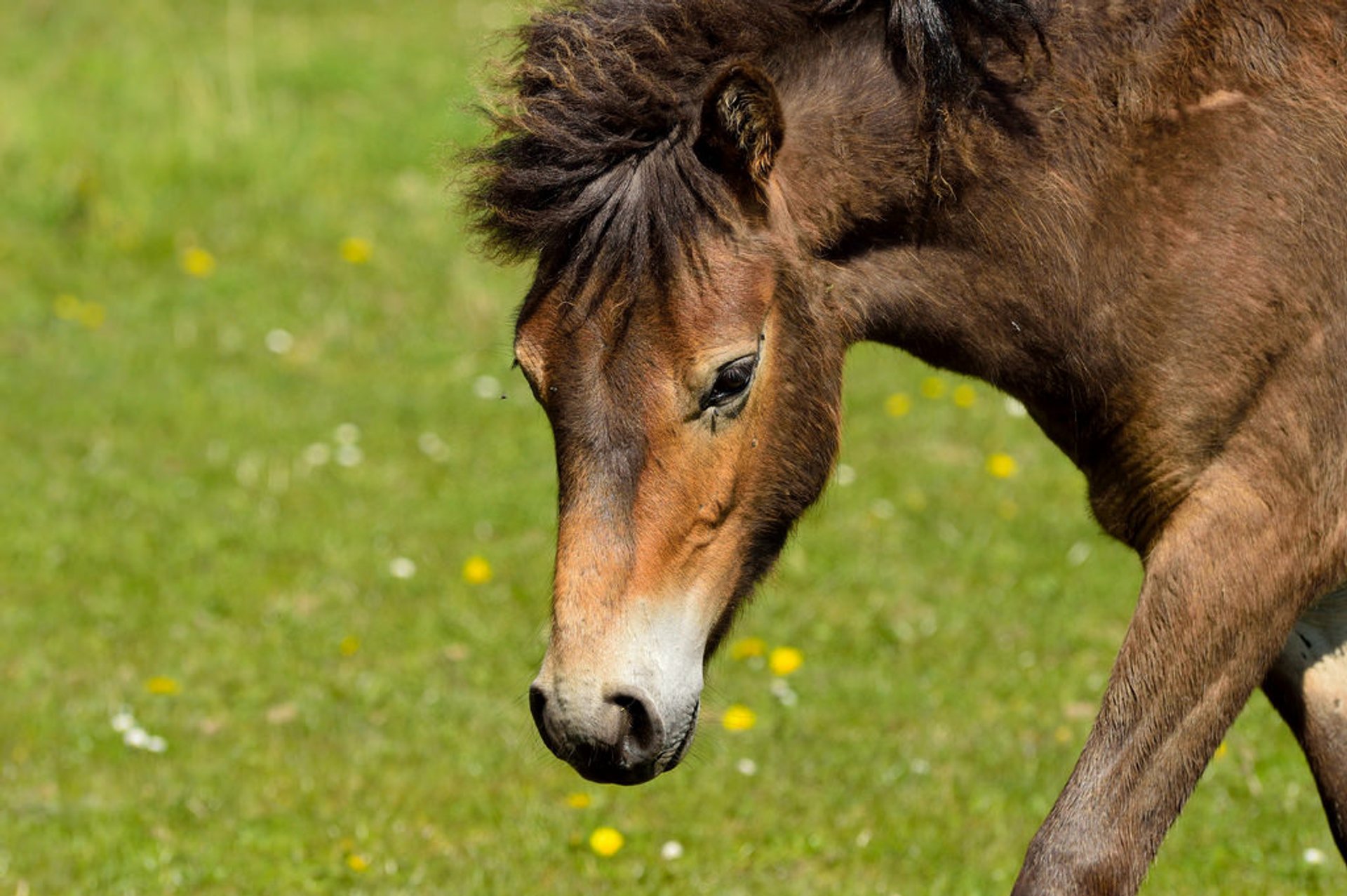 Chevaux sauvages