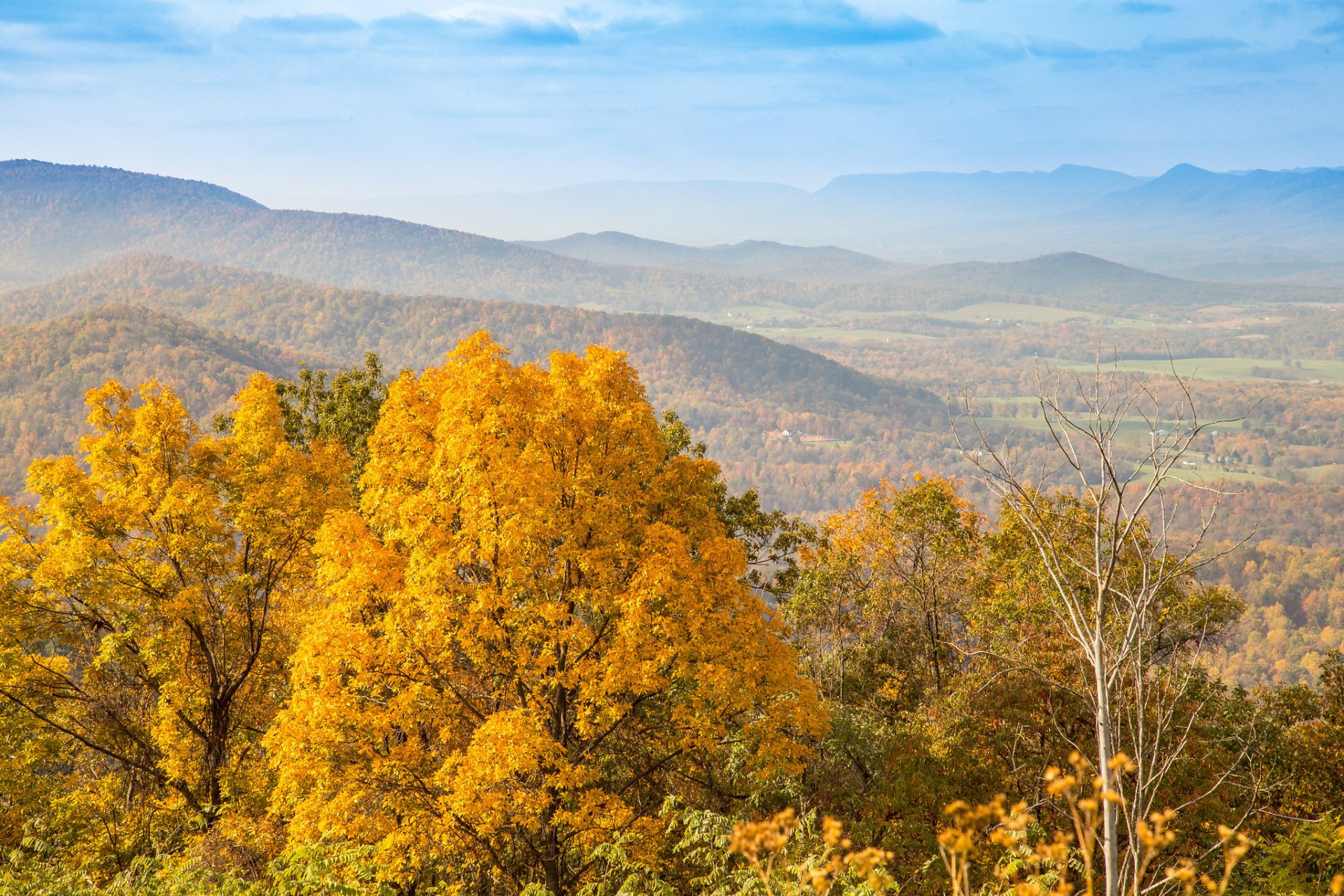 Herbstlaub im Shenandoah Nationalpark