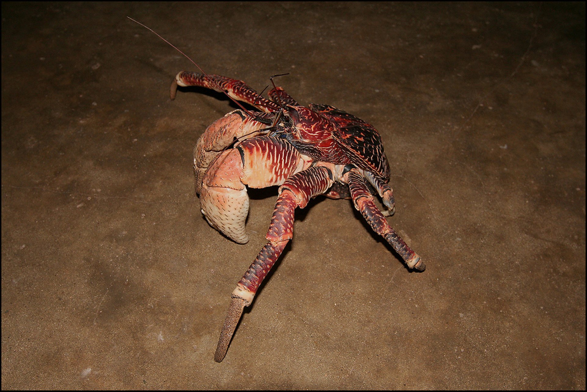 Coconut Crabs auf Chumbe Island