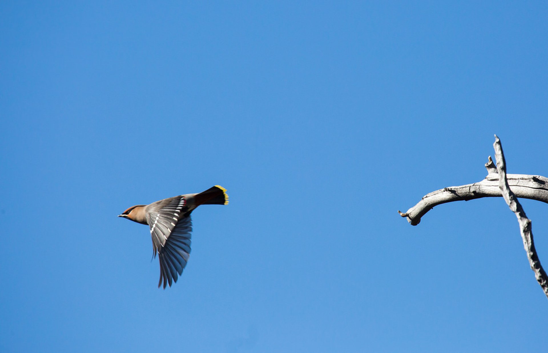 Vogelbeobachtung