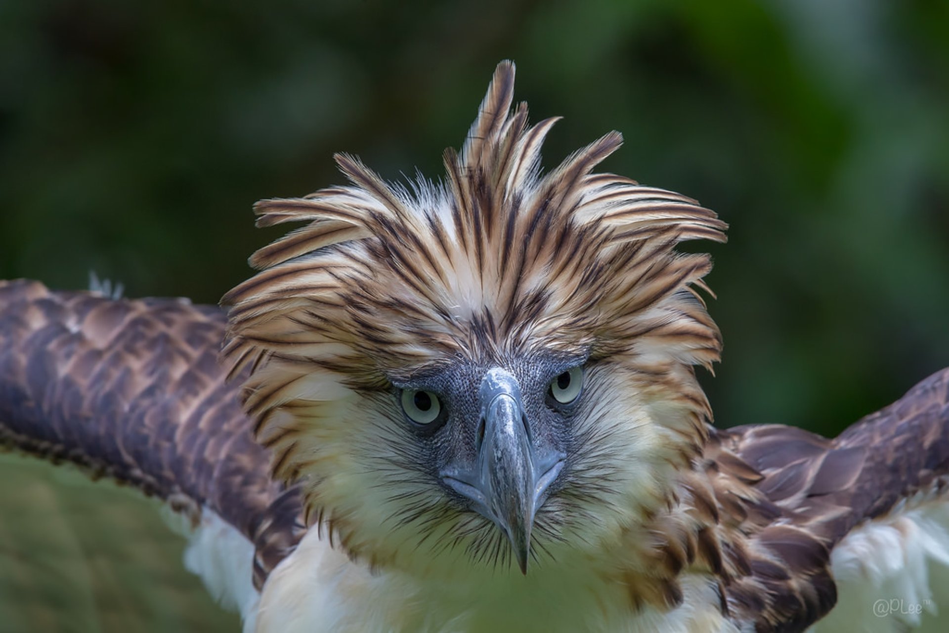 Águila filipina