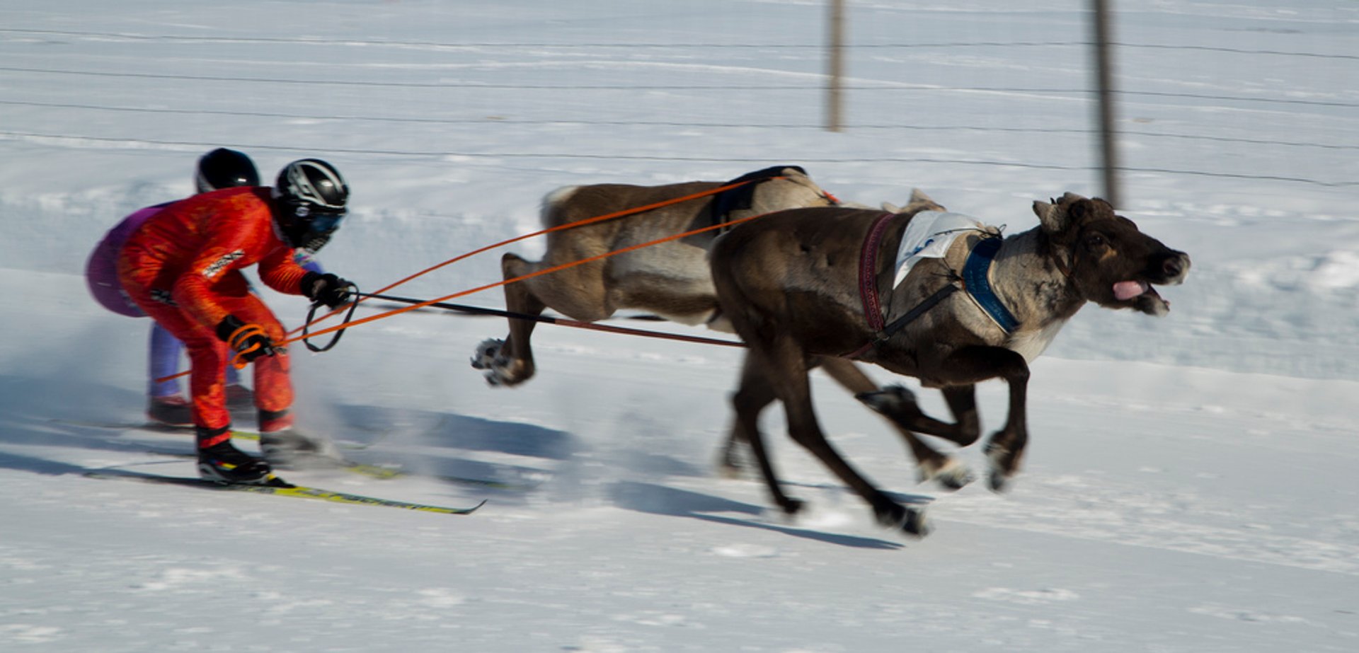 Best time to see World Reindeer Racing Championships