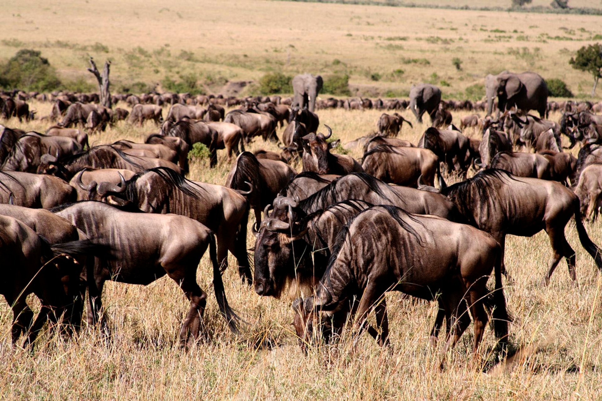 Safari Abenteuer