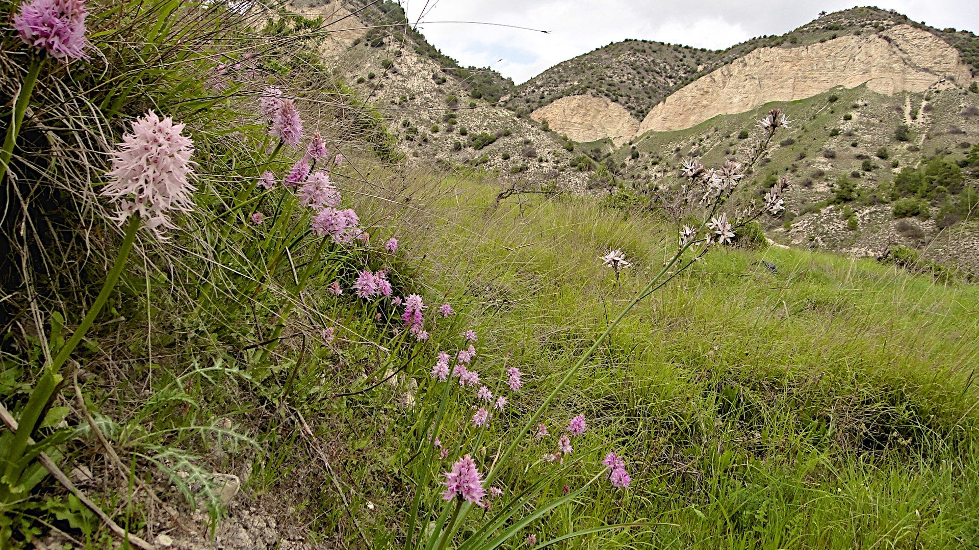 Blühende Orchideen