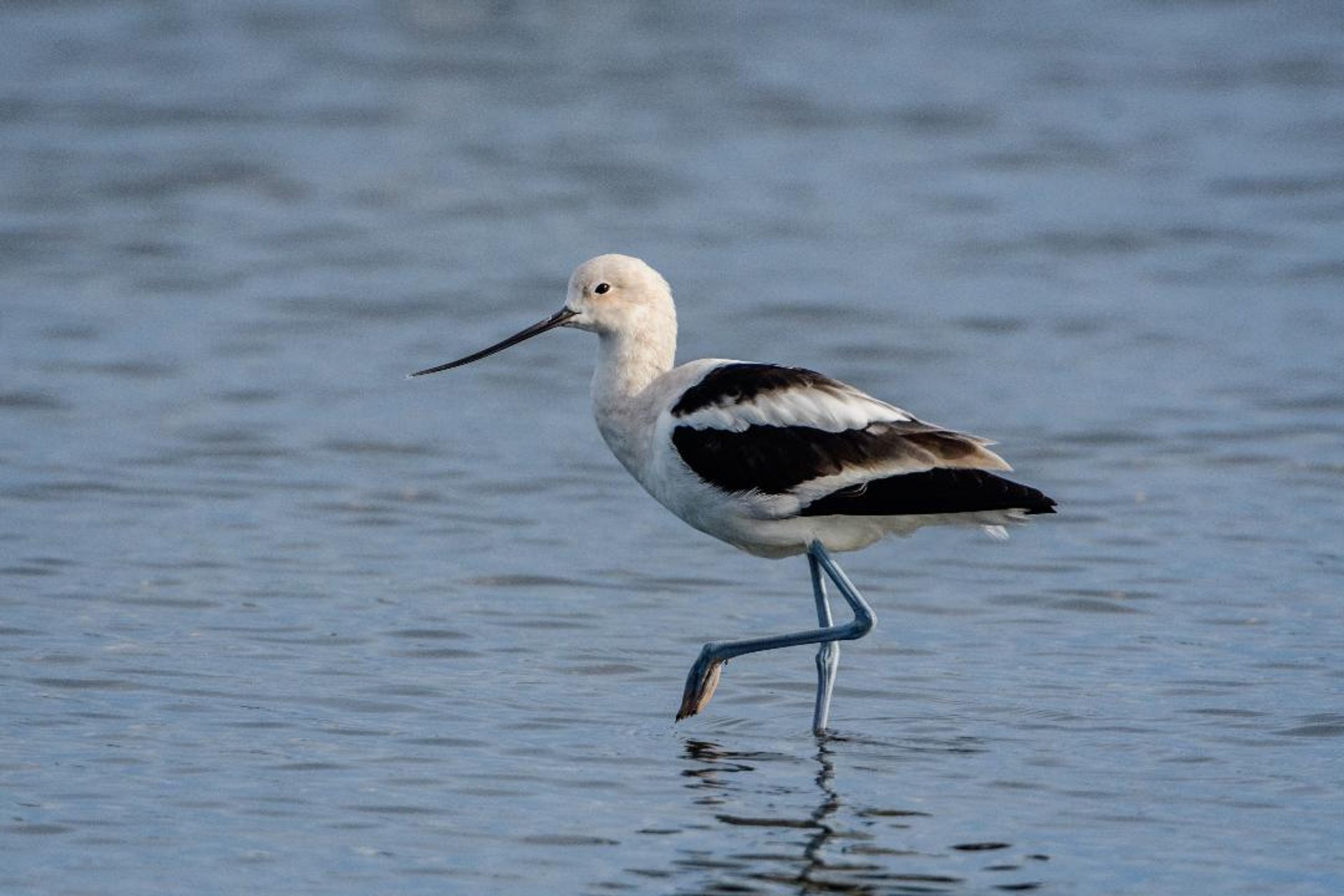 Vogelbeobachtung