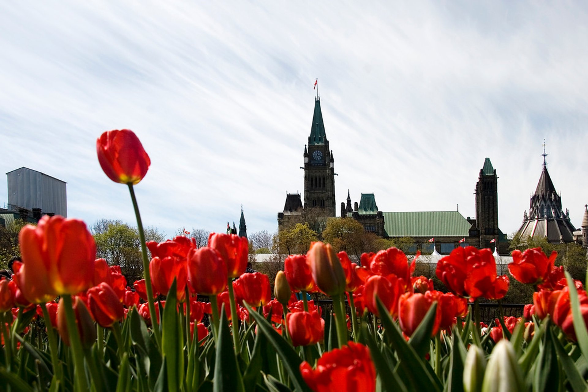 Festa dei Tulipani Canadese (Canadian Tulip Festival)