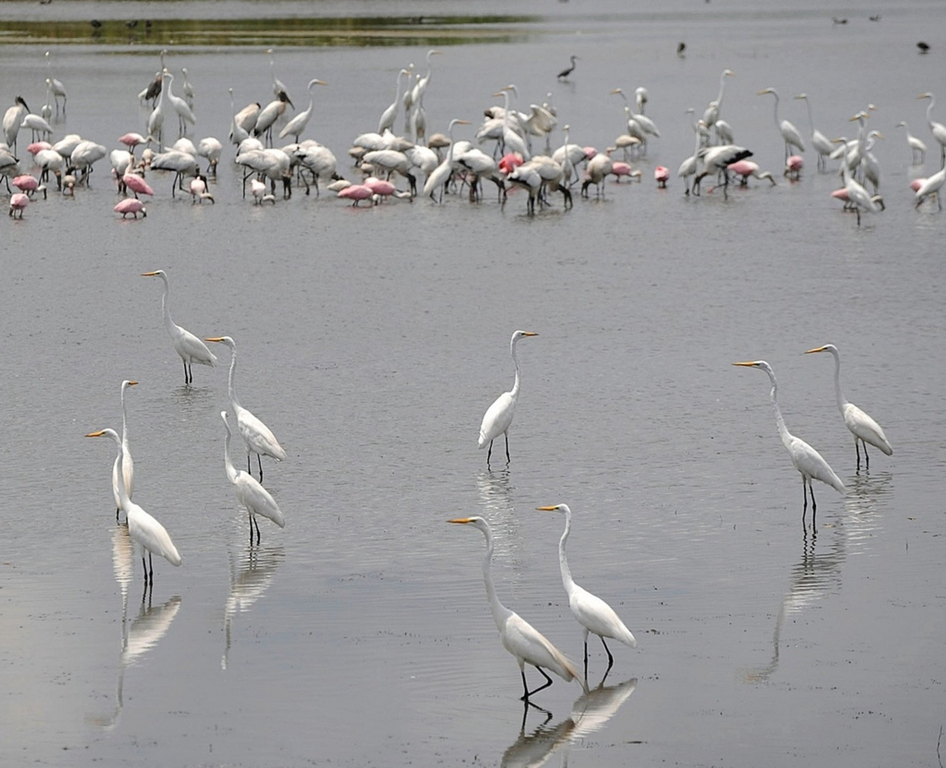 Aventura de barco em Everglades