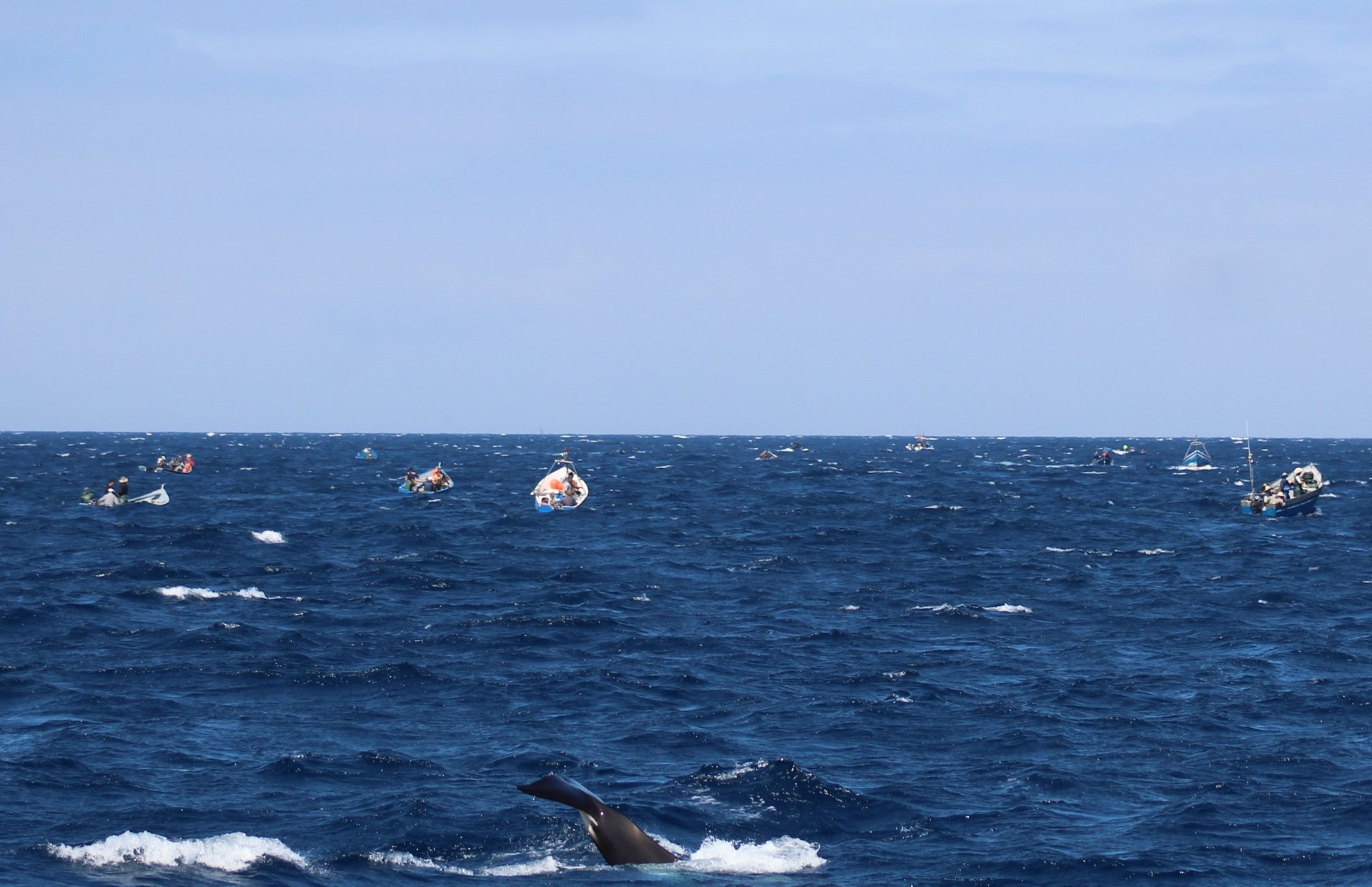 Observação de baleias