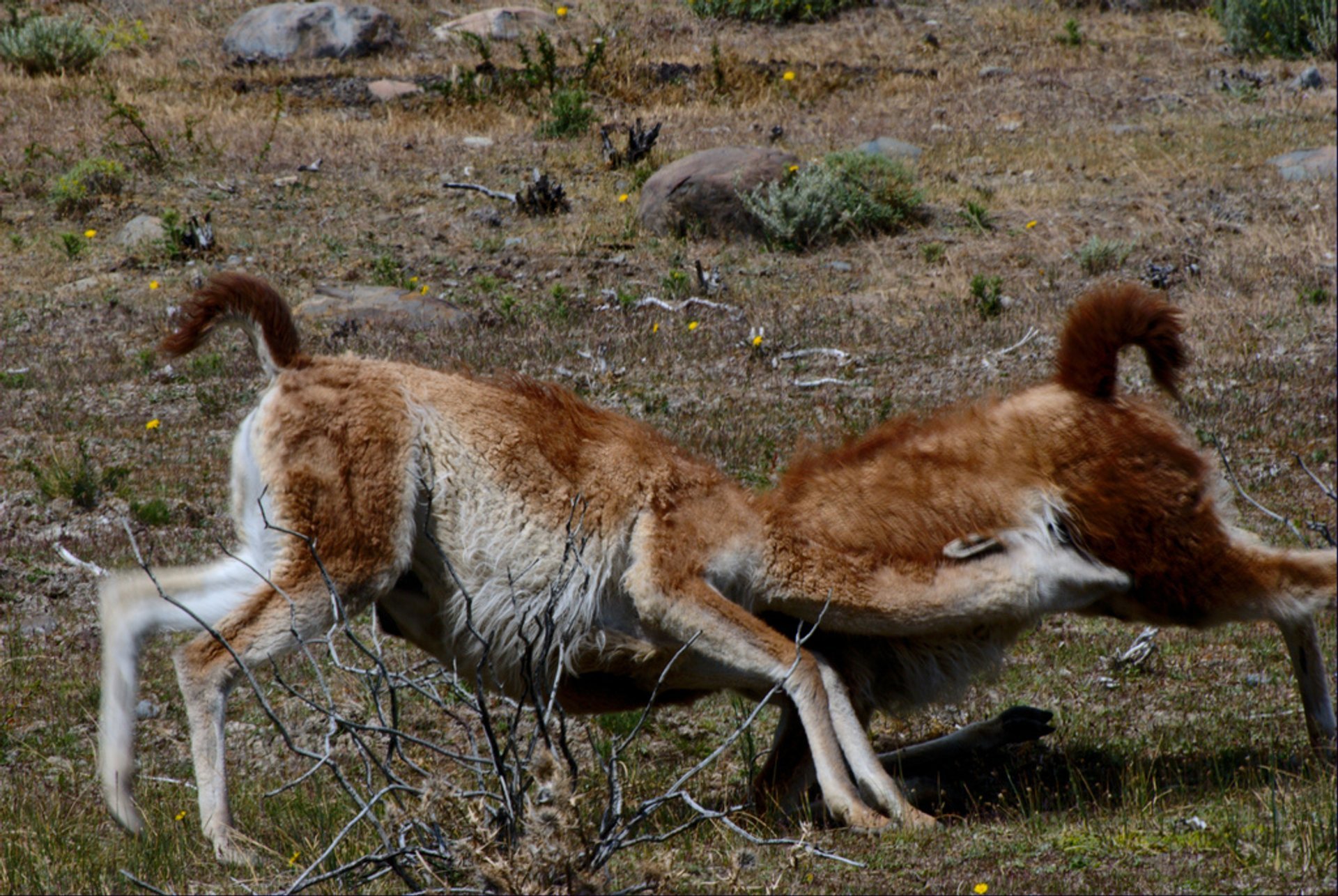 Guanaco Fighting