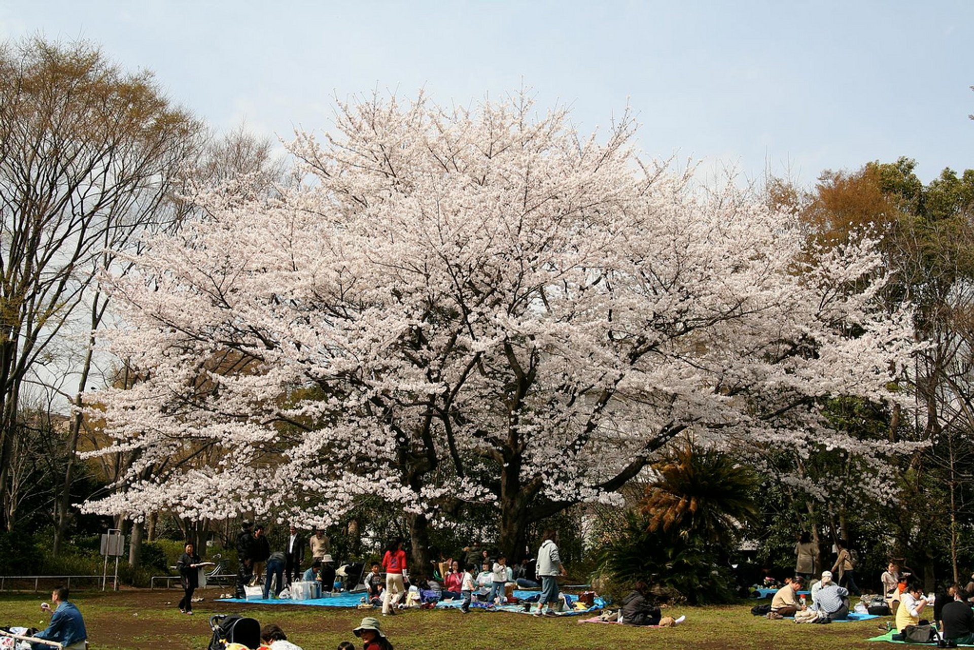 Temporada de Hanami