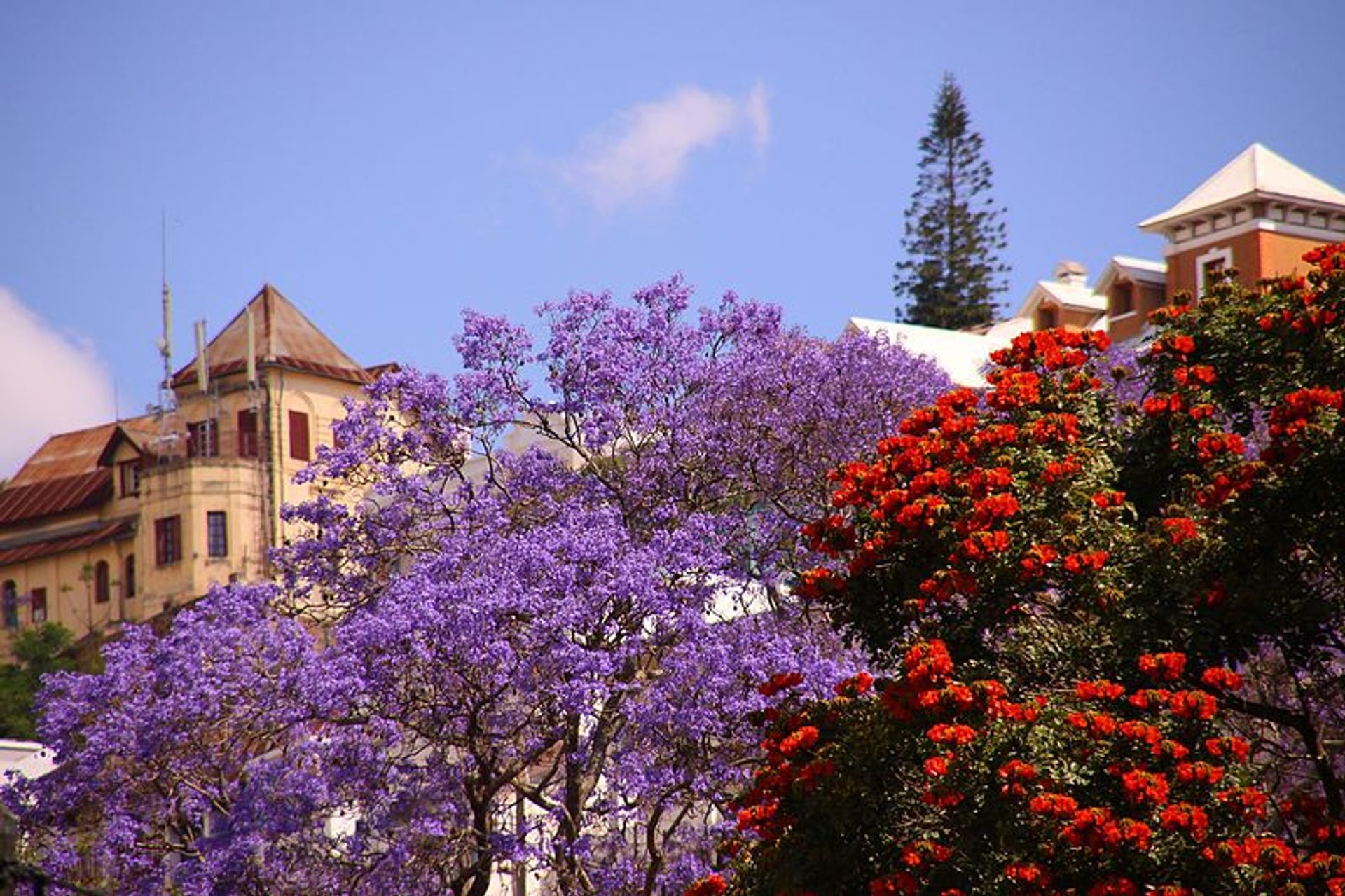 Jacaranda-Baum