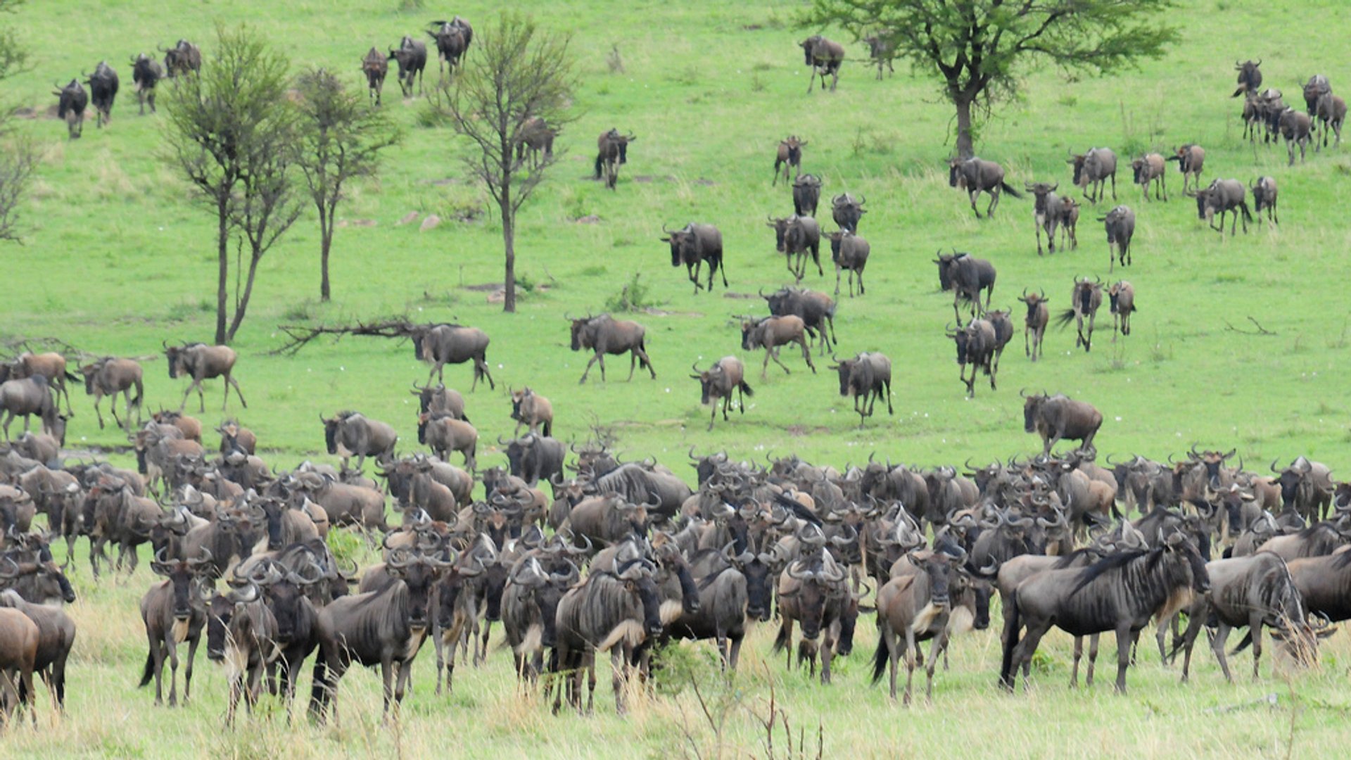 Wildebeest Calving en Serengeti