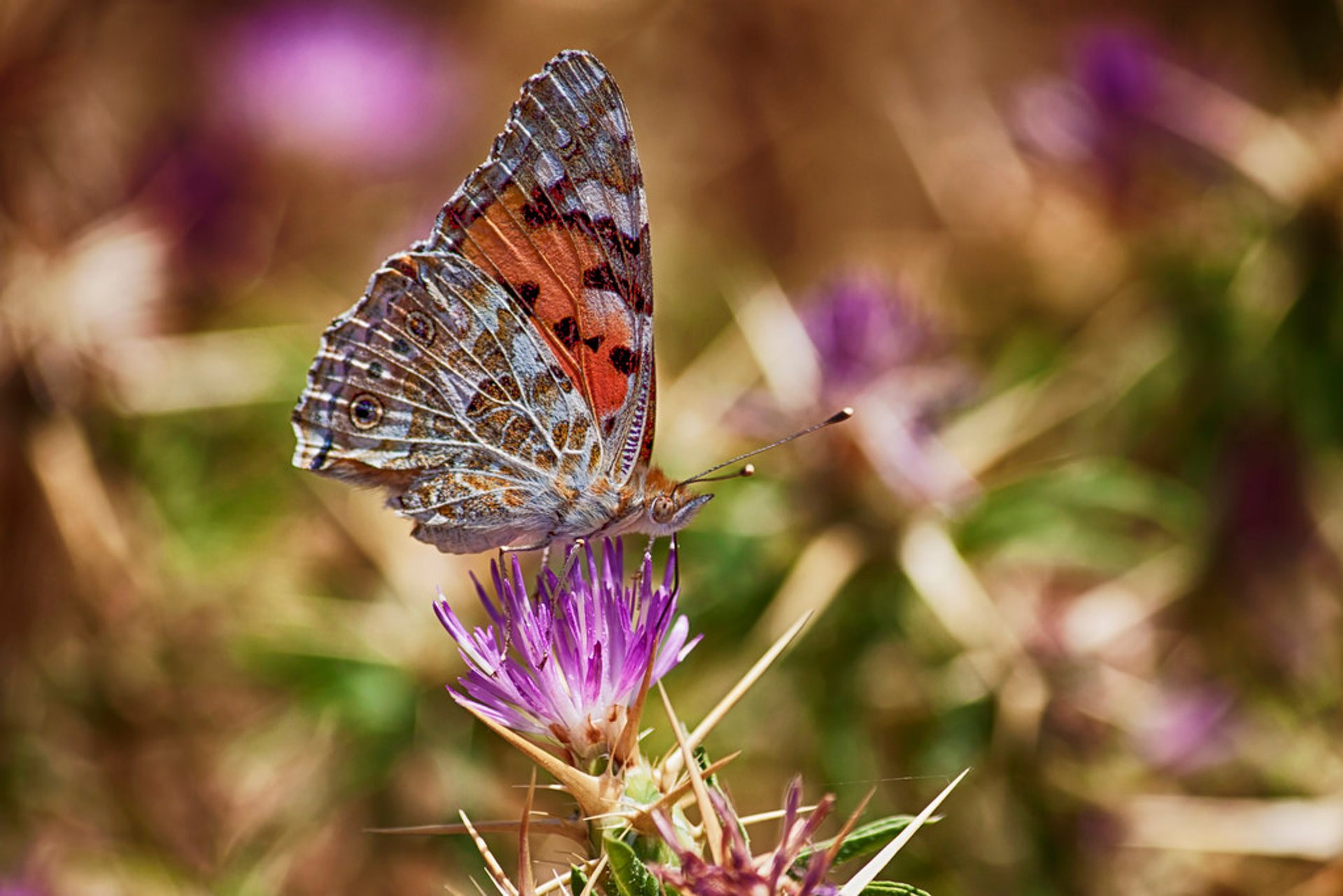 Osservazione della fauna