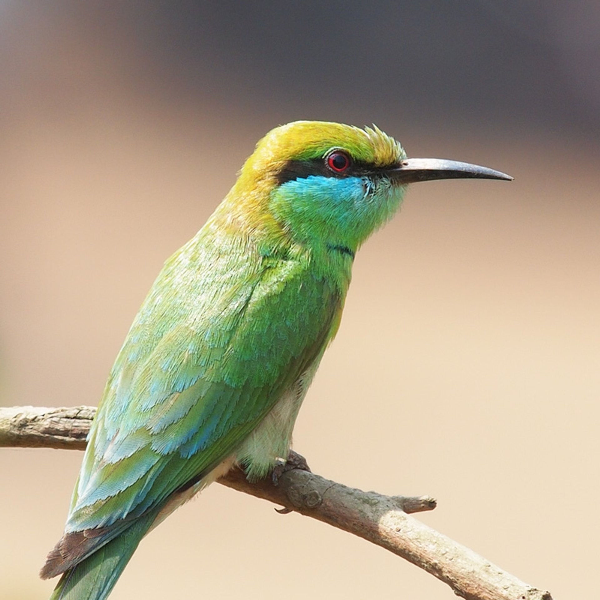 Observation des oiseaux