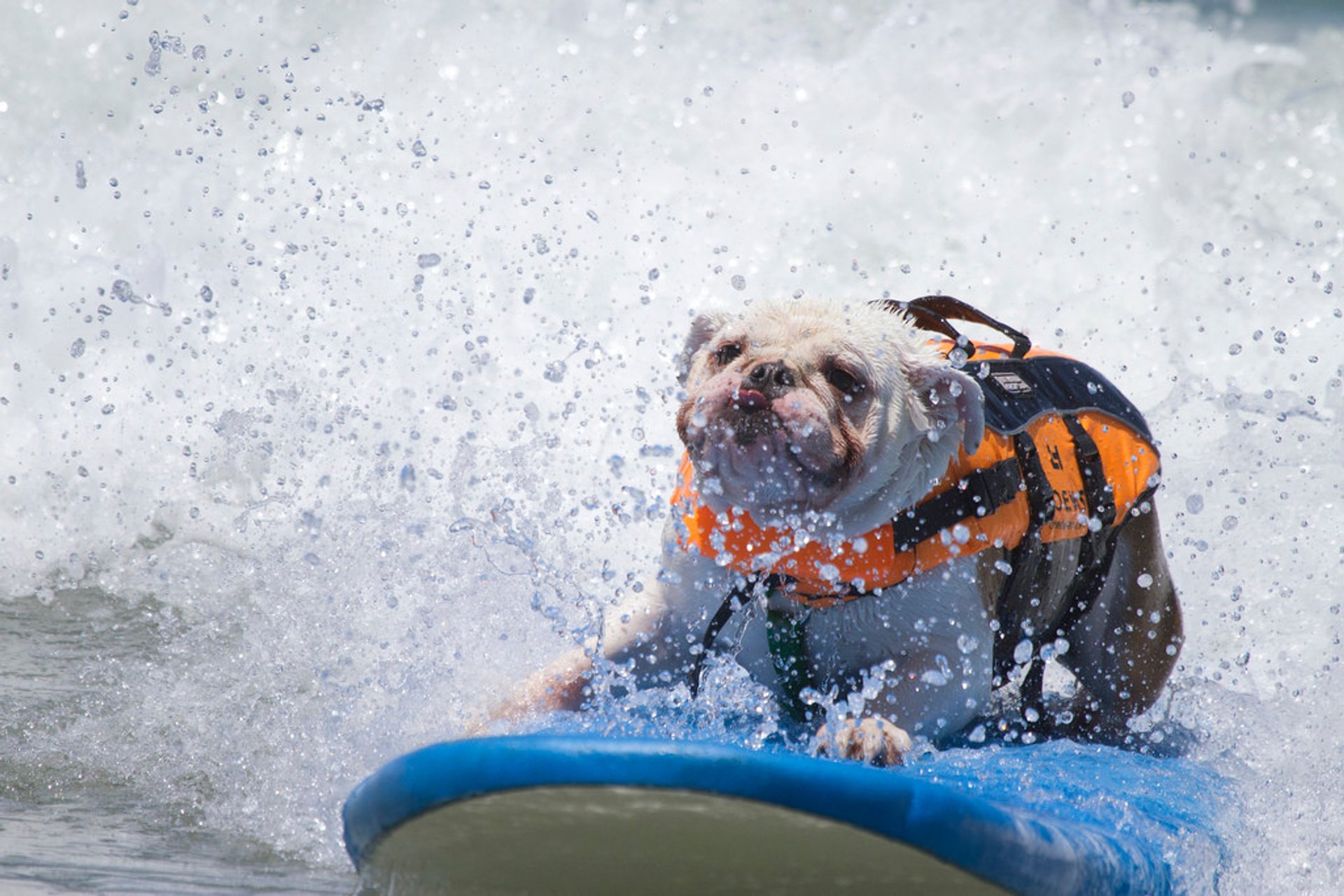 Surf Dog Competition 