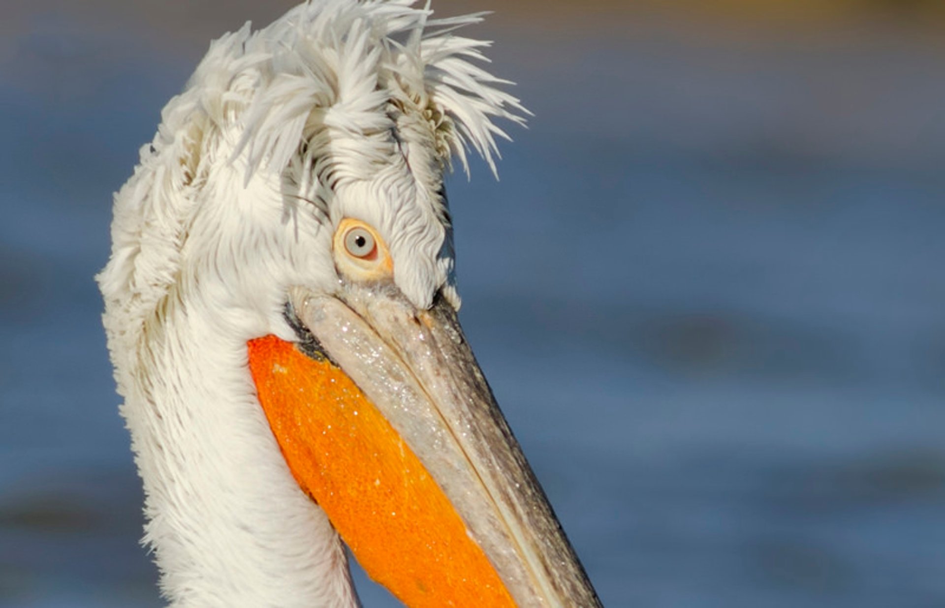 Dalmatian Pelicans