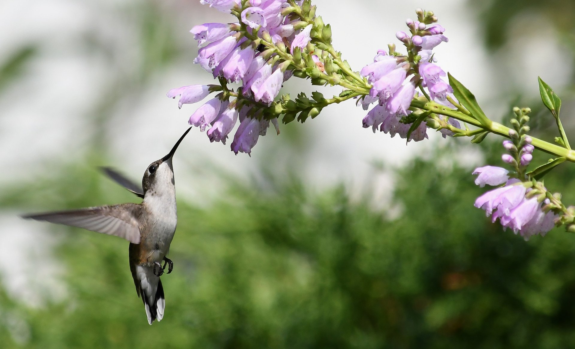 Colibris em Michigan