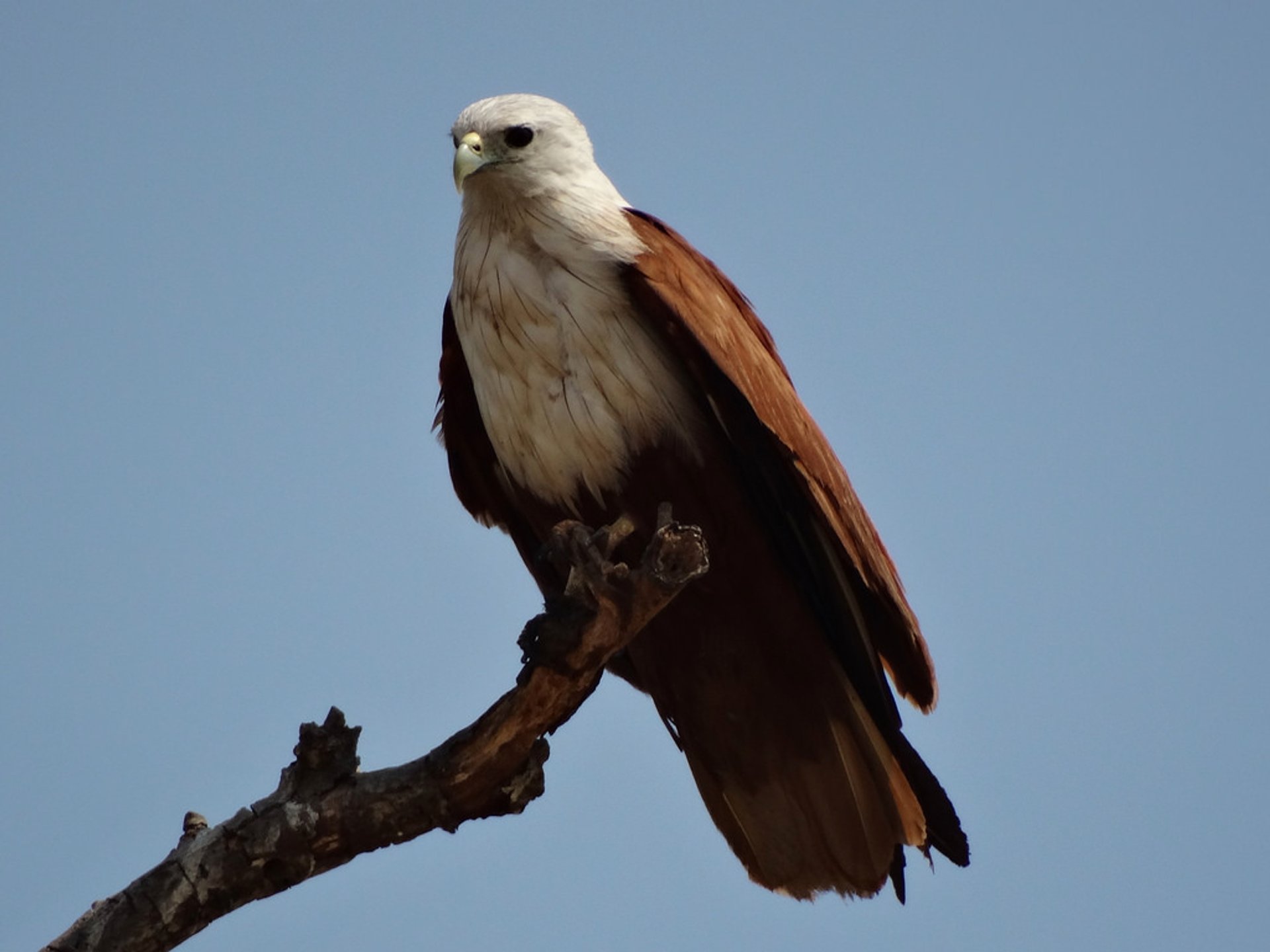 Vogelbeobachtung