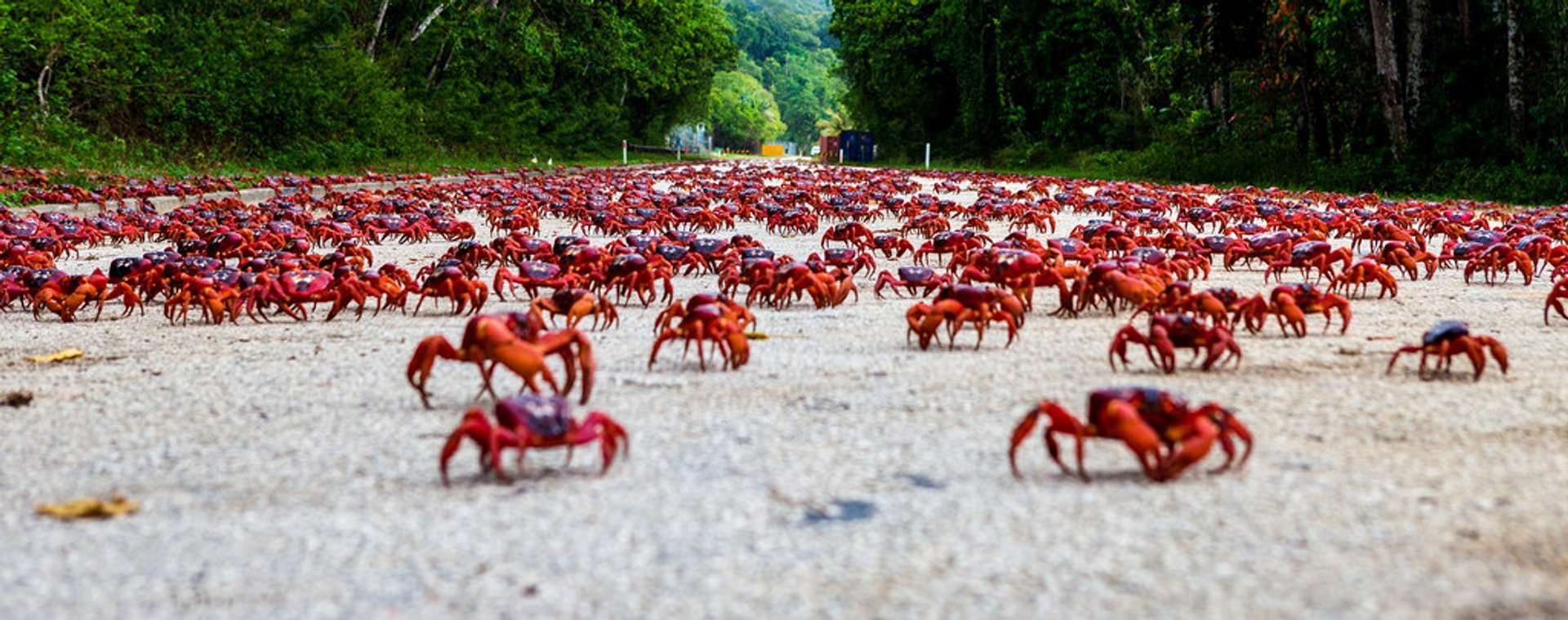 christmas island crab migration 2020 distance Best Time To See Red Crab Migration In Christmas Island 2020 Rove Me christmas island crab migration 2020 distance