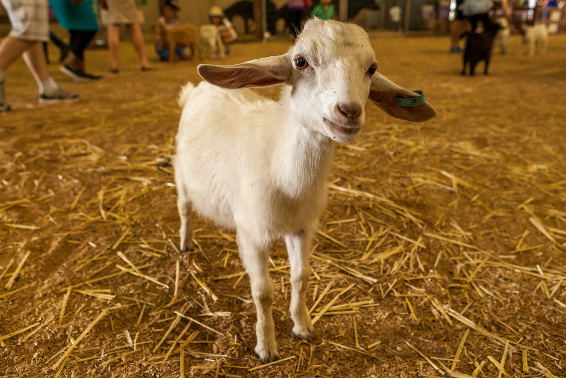 Sydney Royal Easter Show 2024 Alyce Bernice