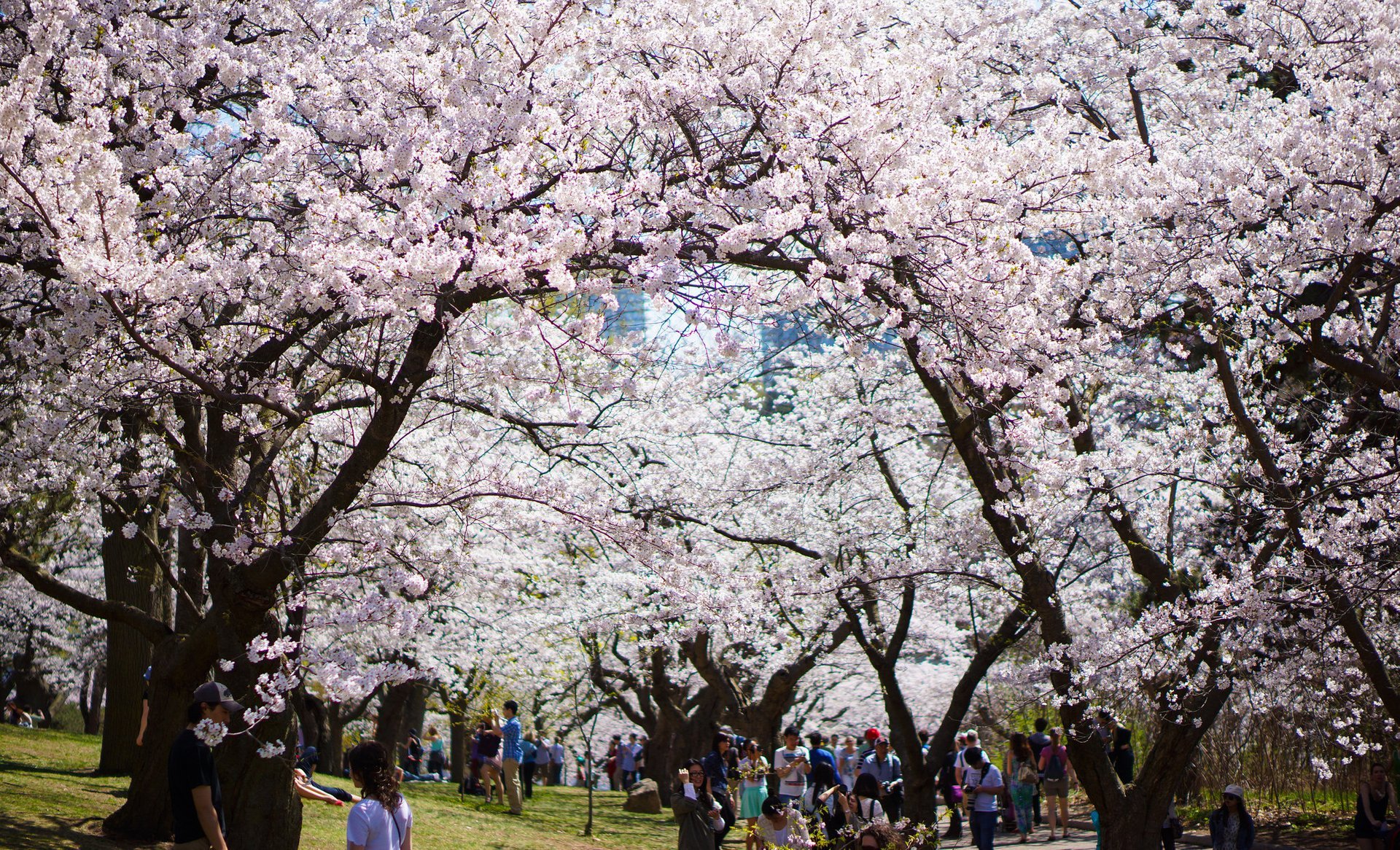 Image result for high park cherry blossom festival 2019