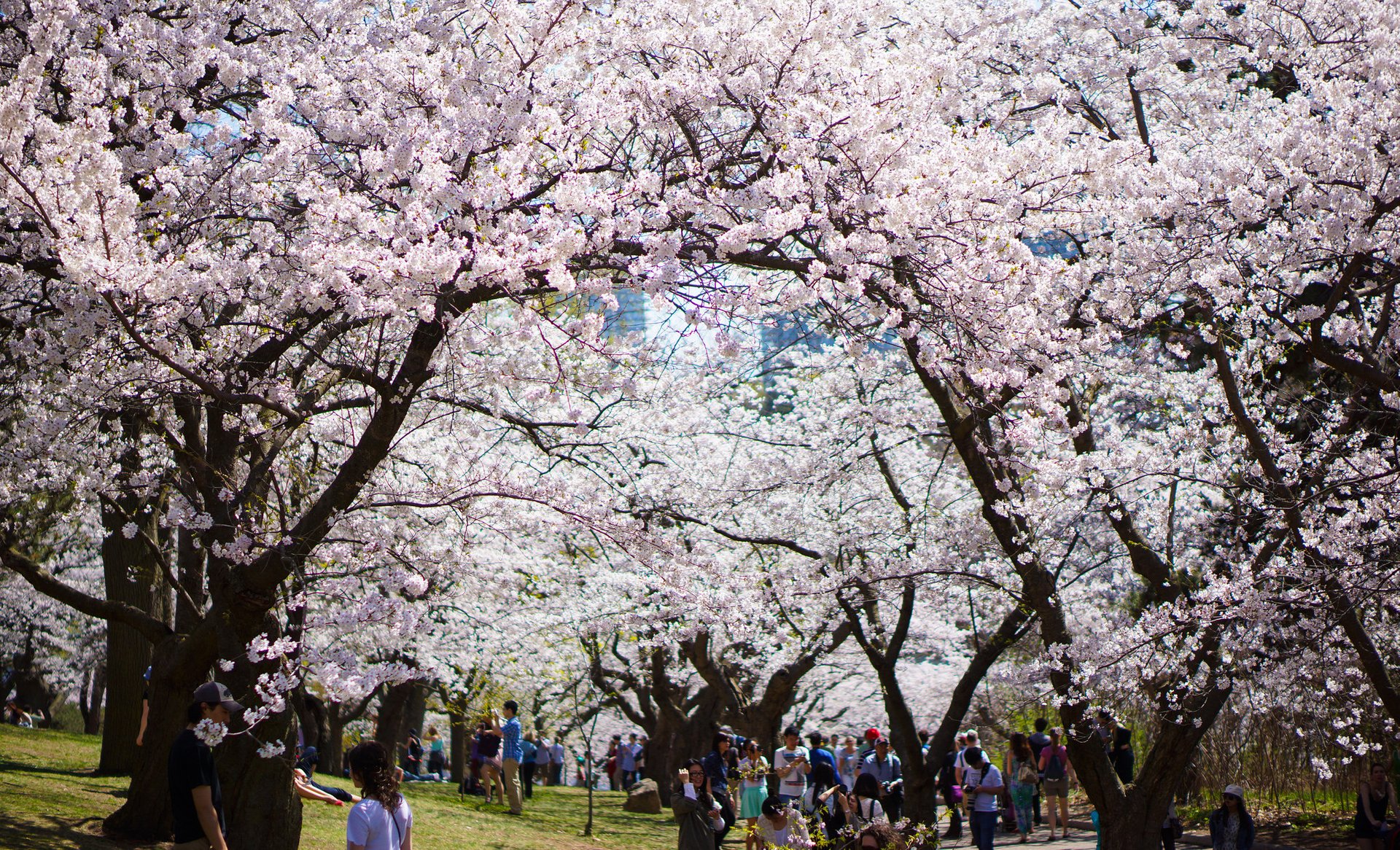 Cherry Blossom In Toronto 2025 Rove me