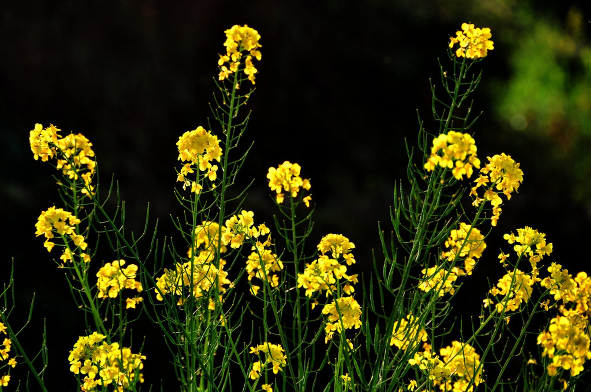 Champs de canola en Luoping