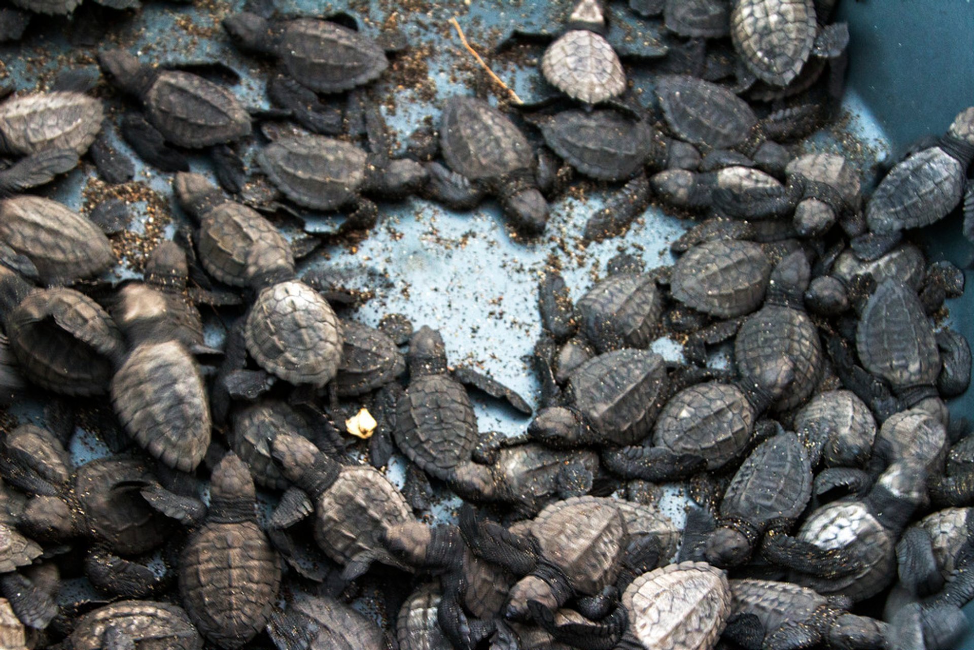 Beschleunigte Schildkröten