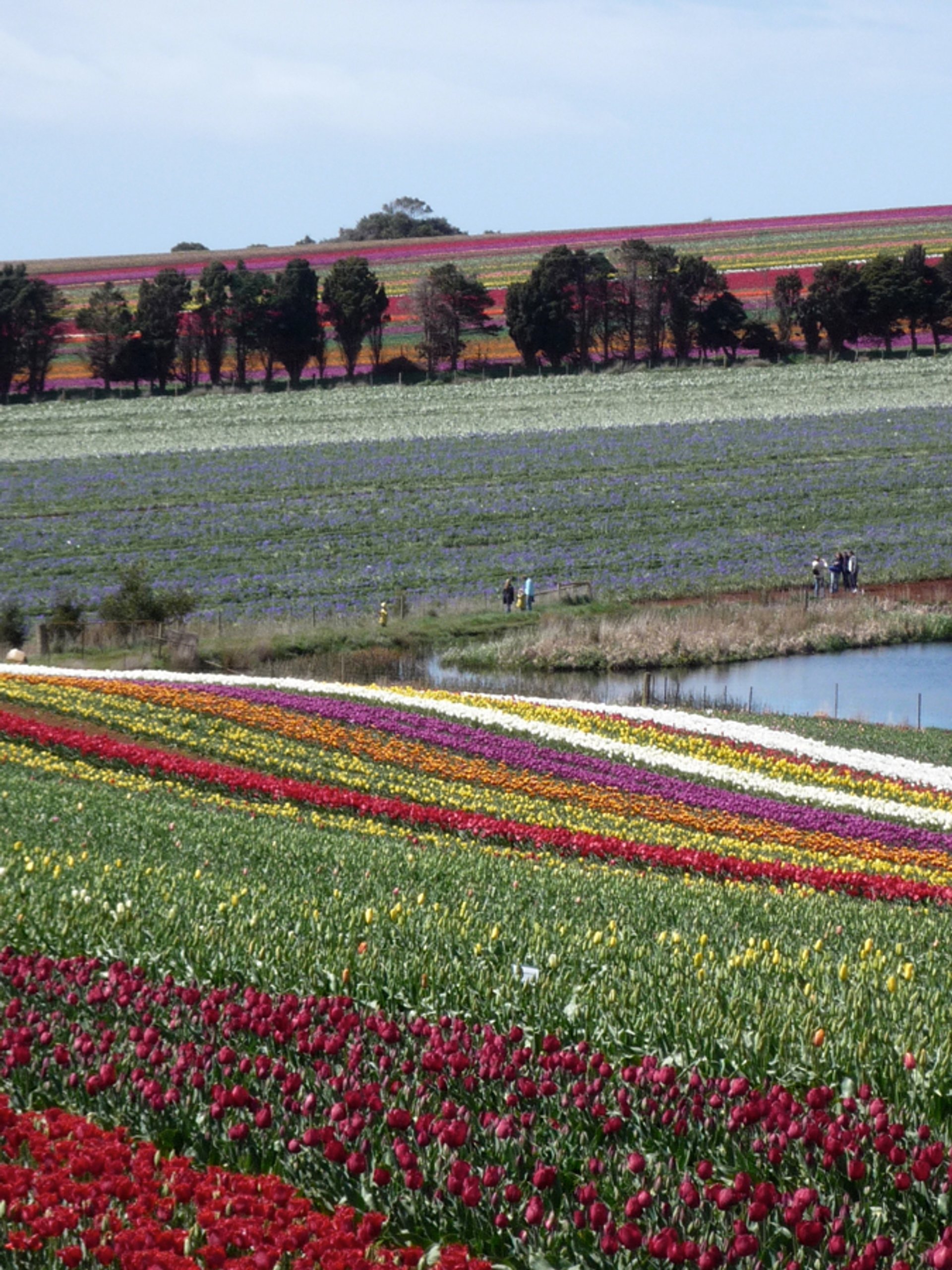 Blooming Tulips