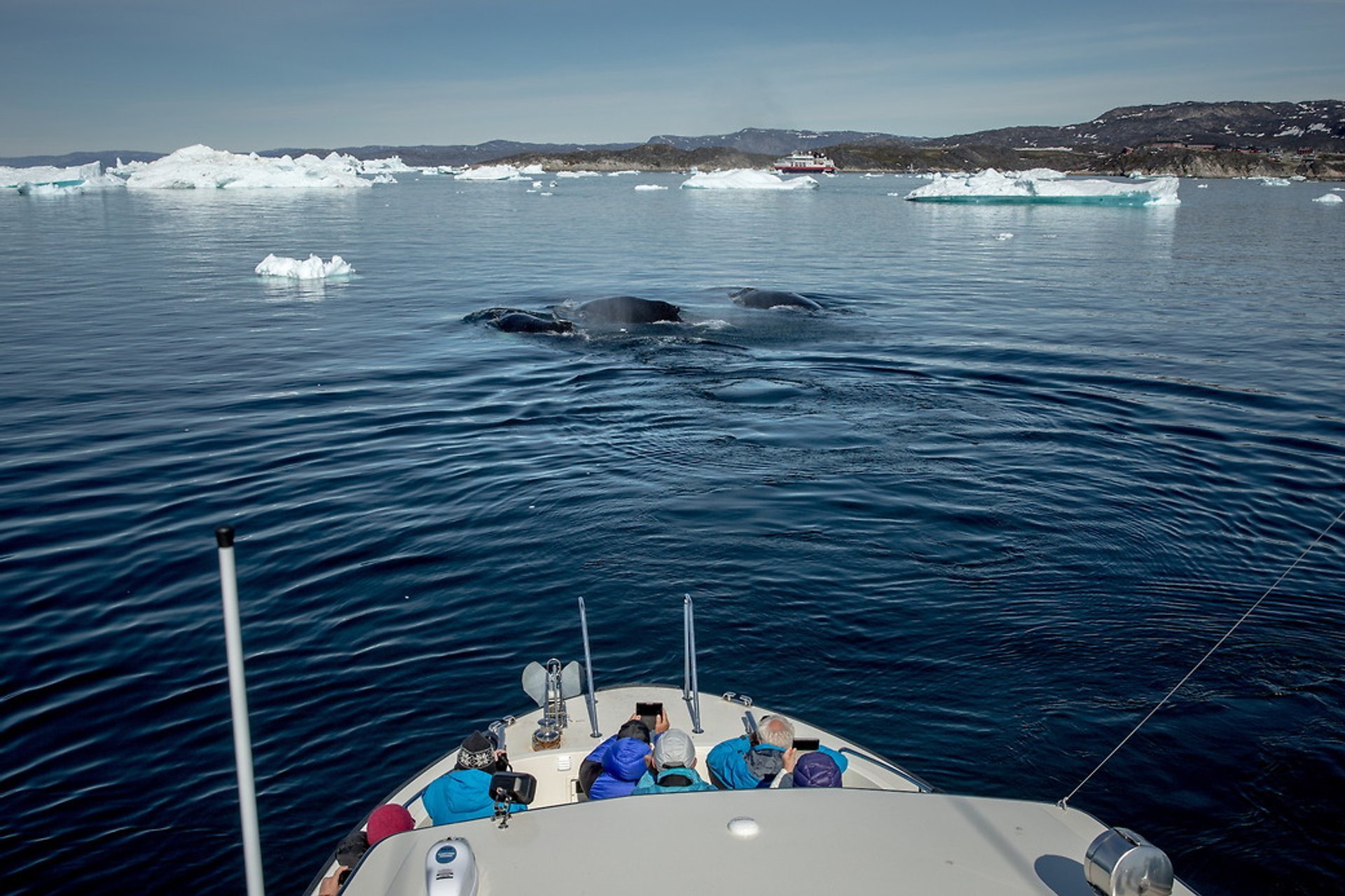 Whale Watching (Walbeobachtung)