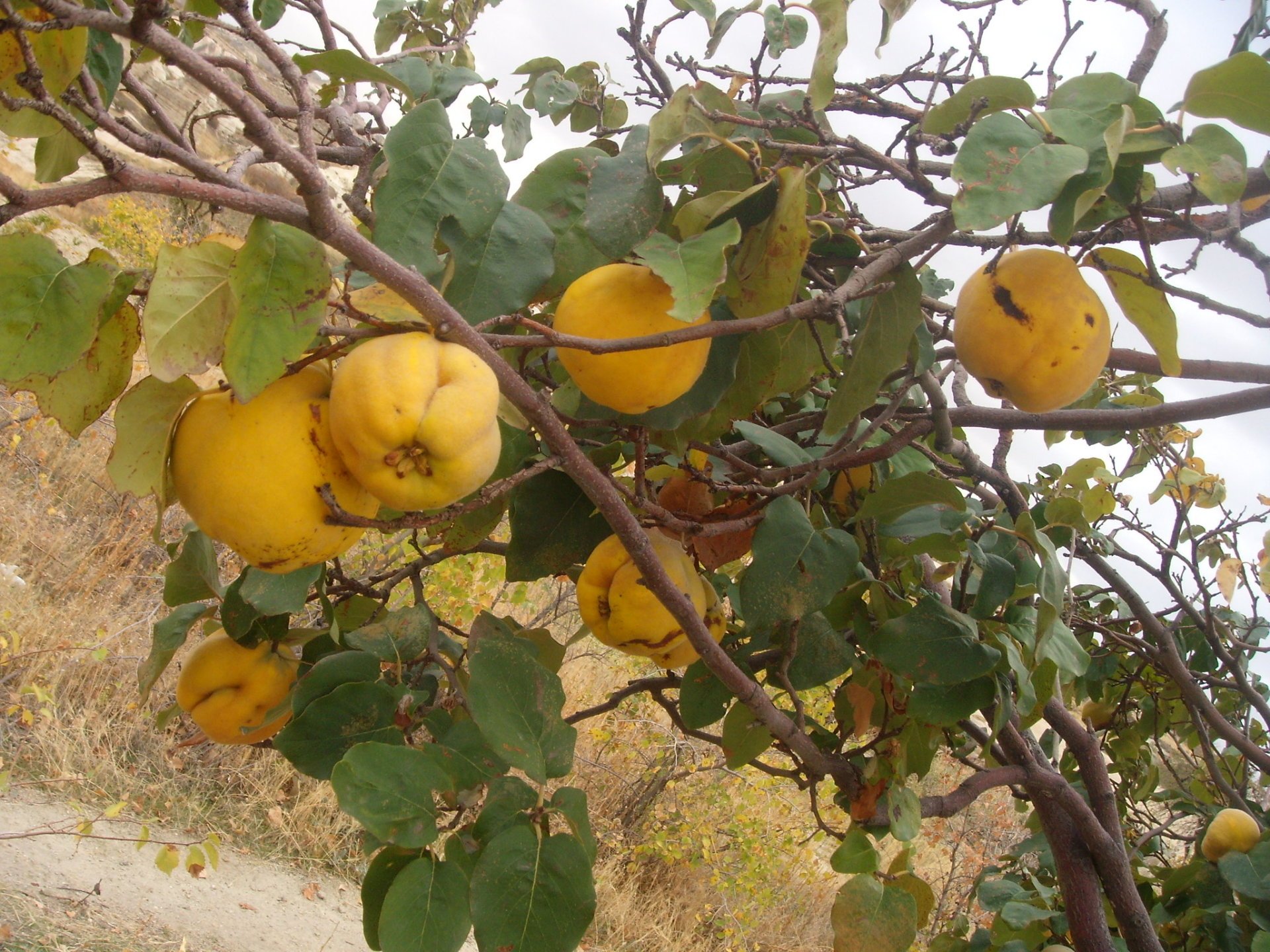 Temporada de ayva (membrillo)